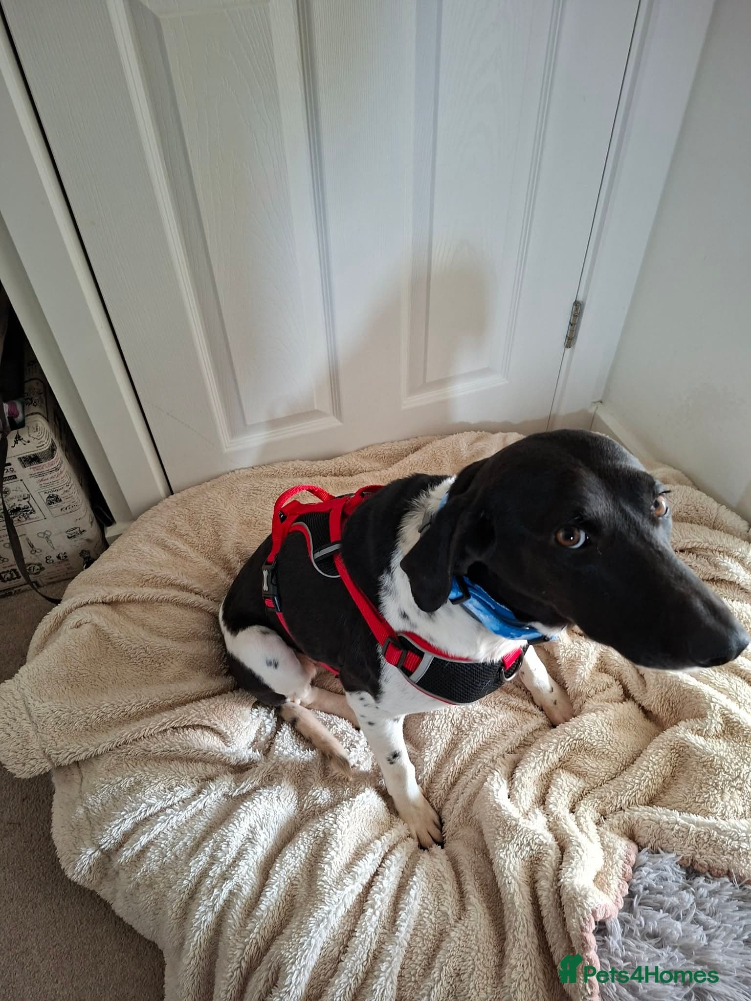 Stratos ! ❤️ a Cypriot sweetheart photo 15