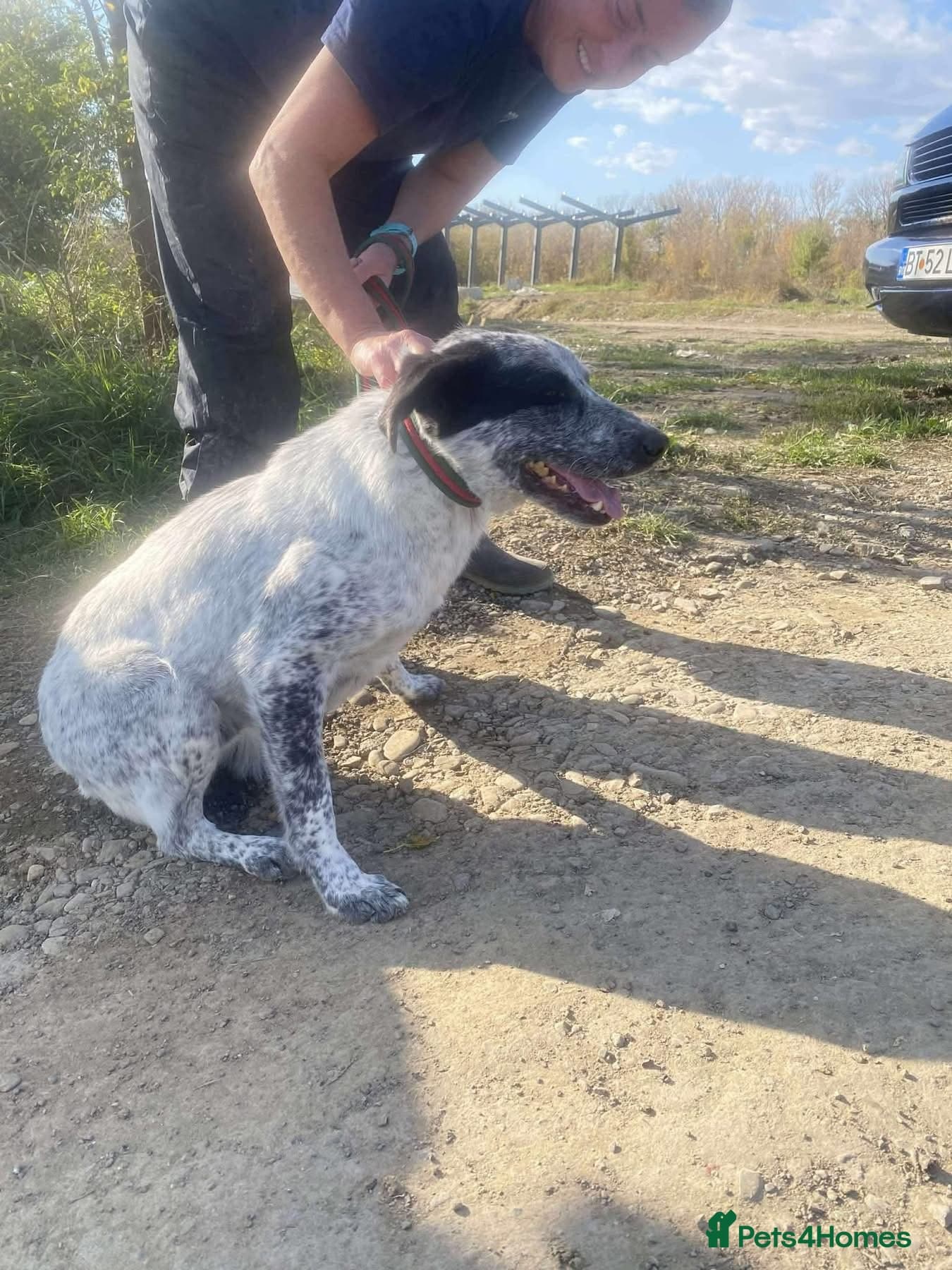 Cessil - Norwich Norfolk — Mixed Breed