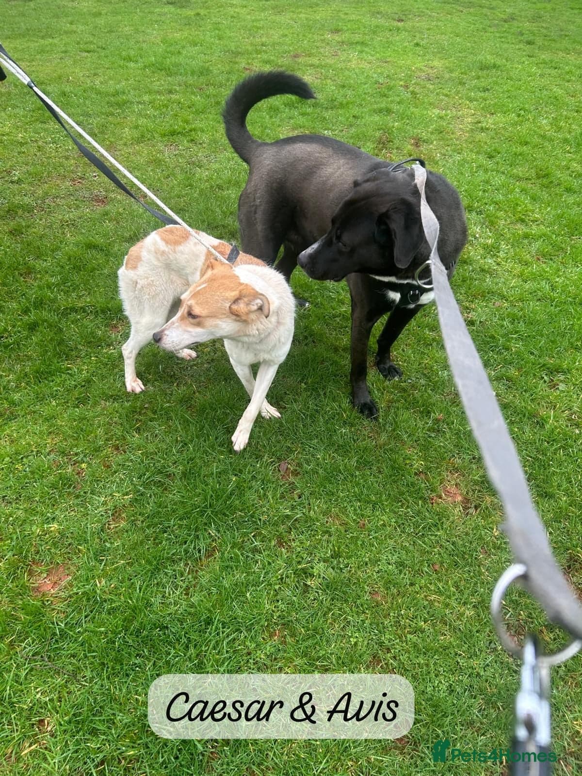 Avis- 20 months - photo 3