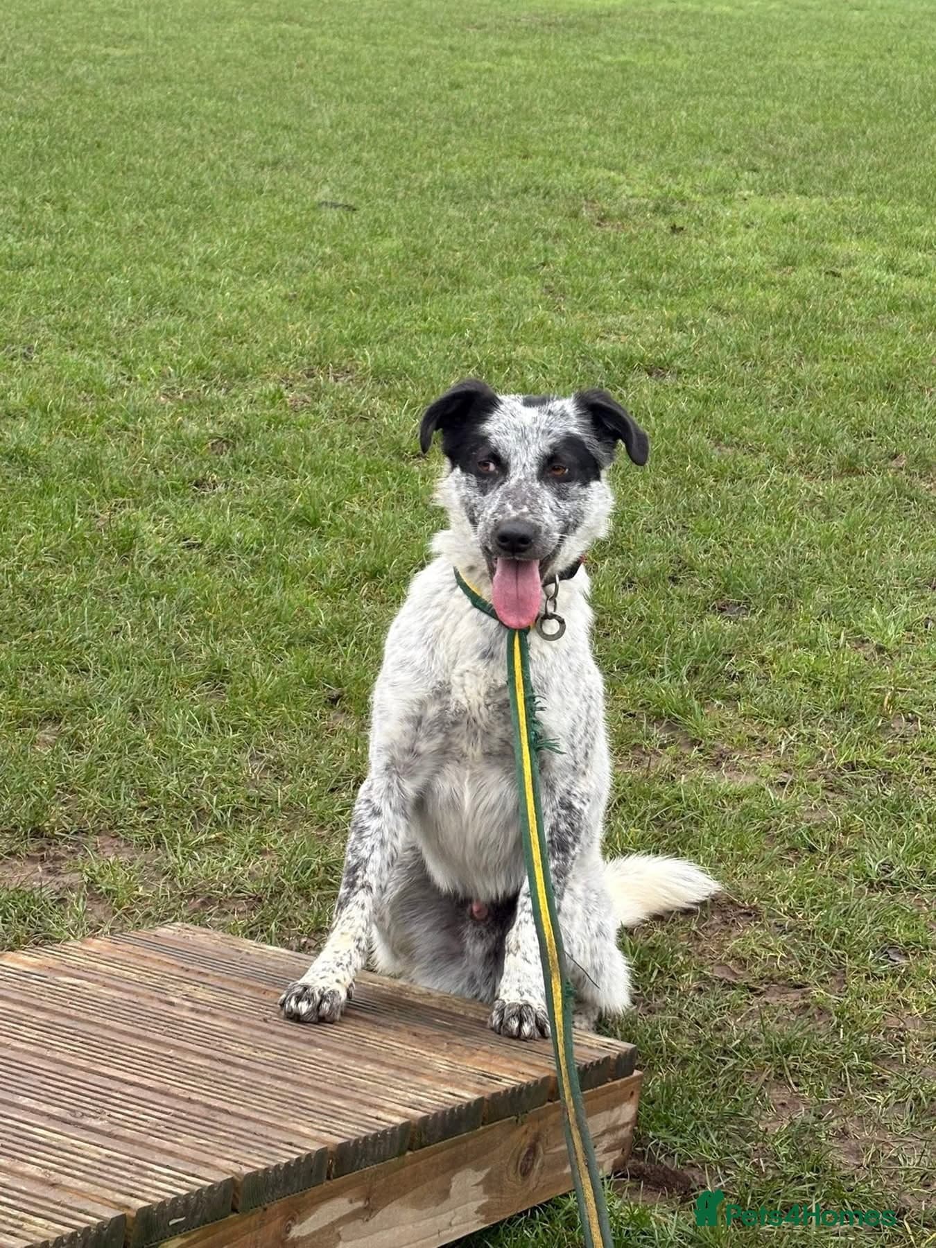 Cessil - Norwich Norfolk photo 9