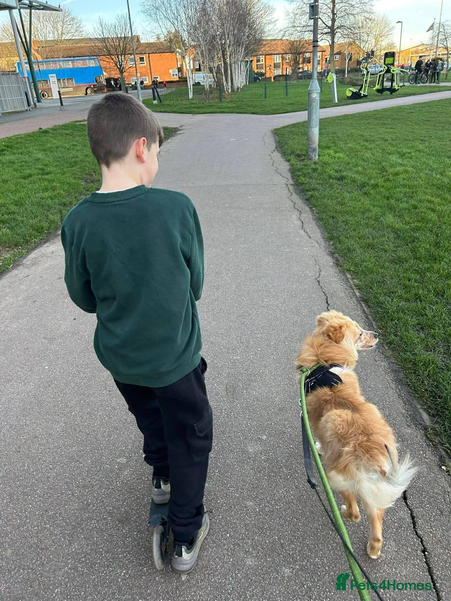 Meet Sabre, currently residing in Leicestershire photo 11