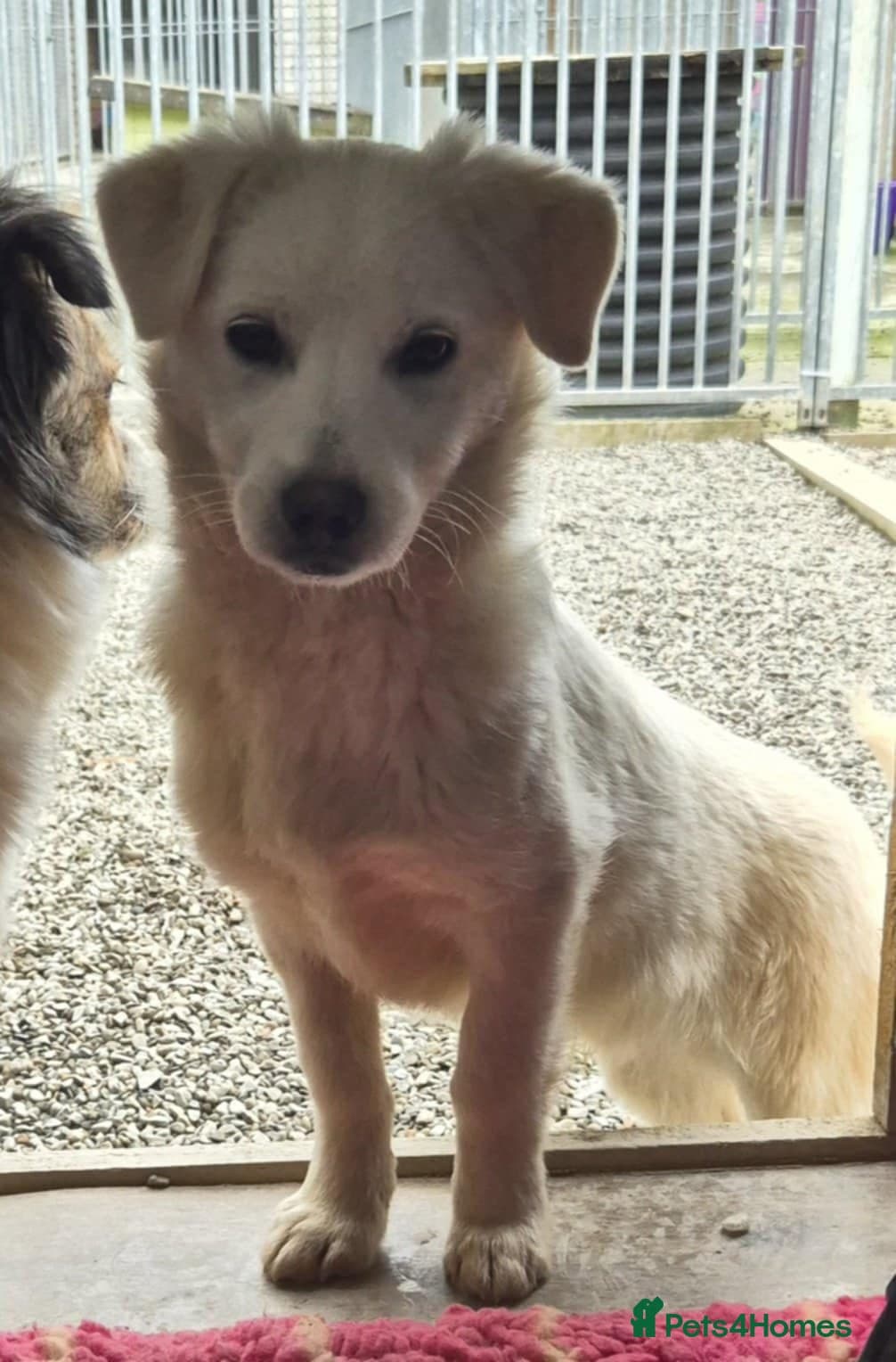 Buddy - In Ayr photo 9