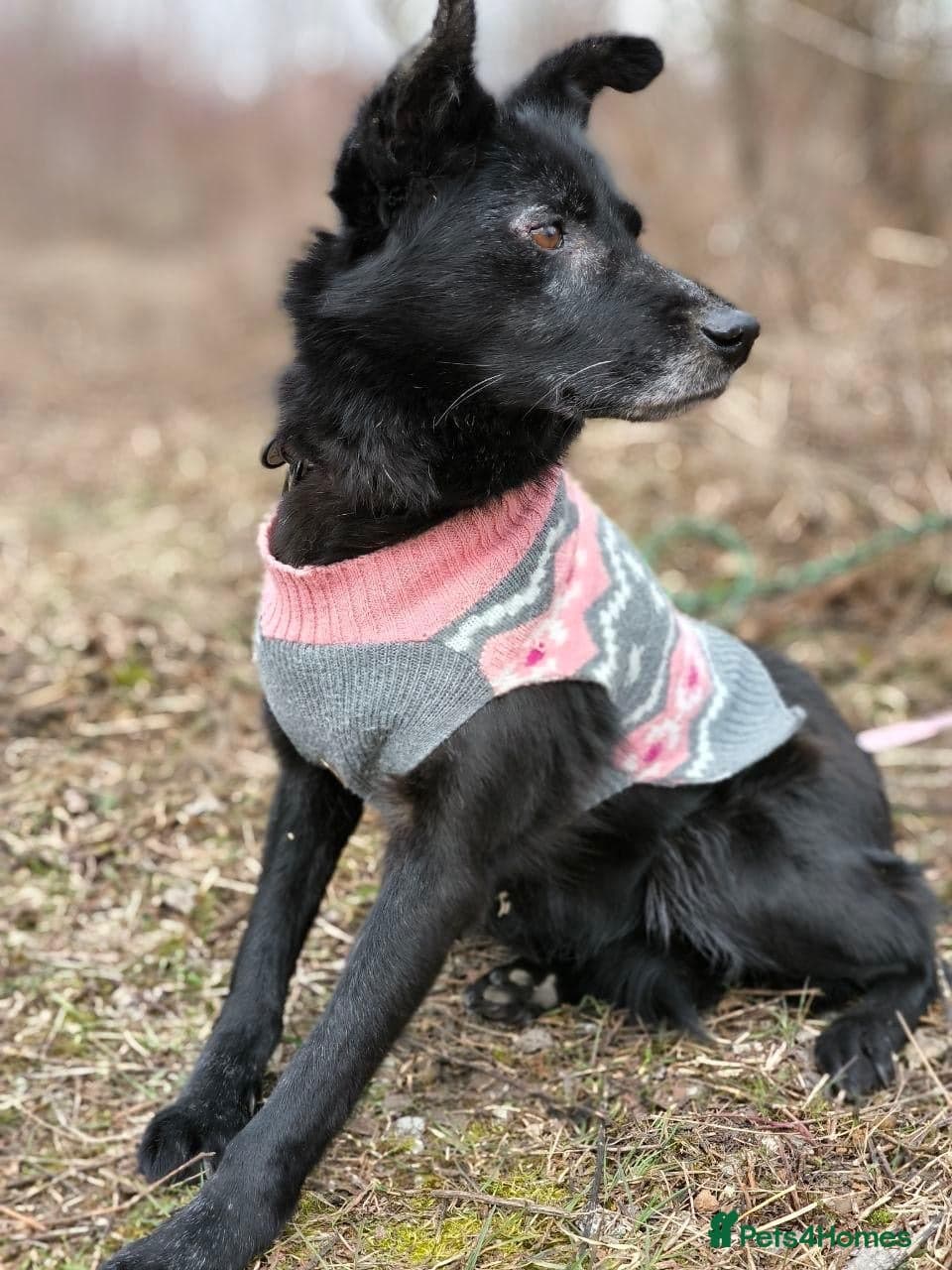 ๏ธ๐ถ tofa photo 29