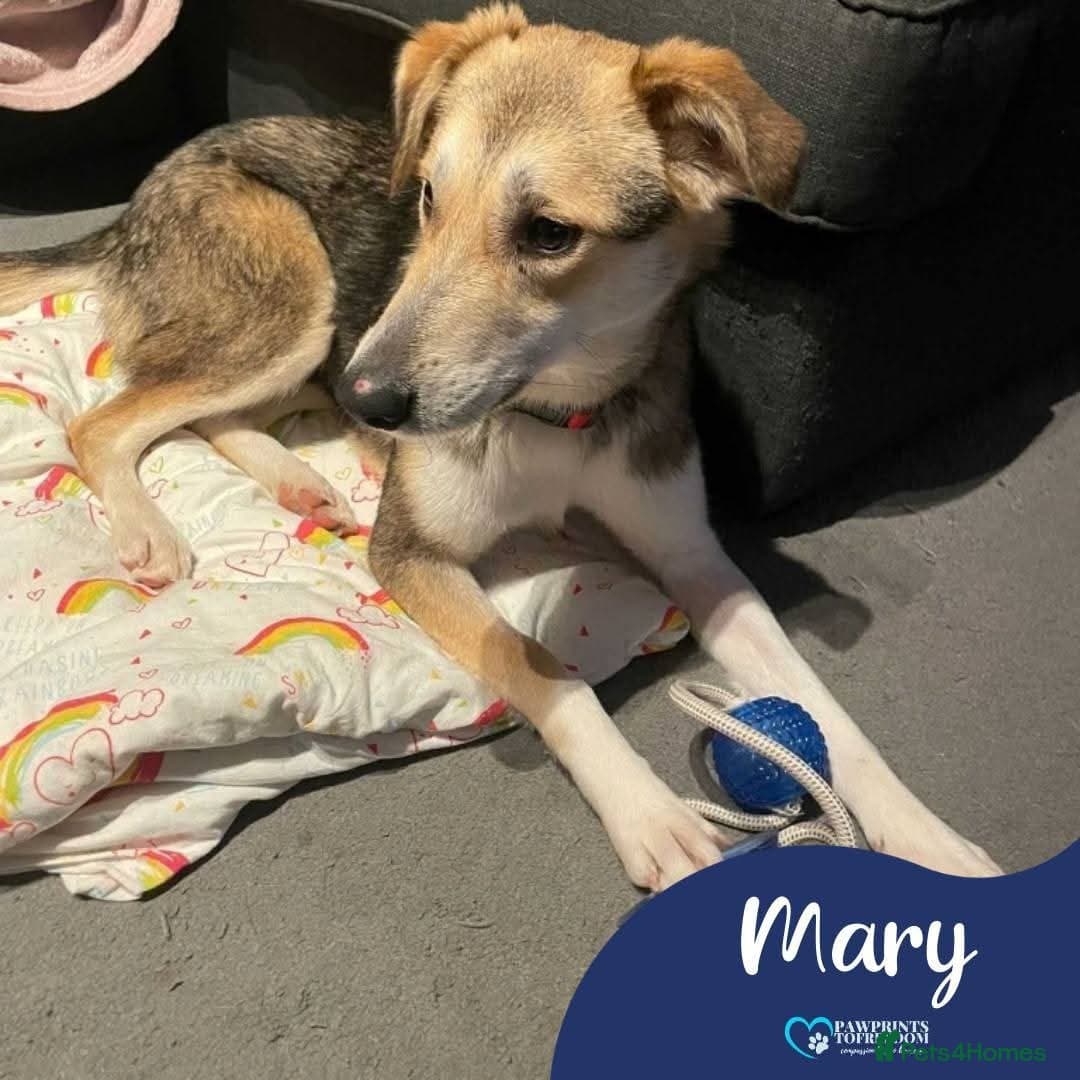 Meet Mary,currently residing in Canterbury photo 2