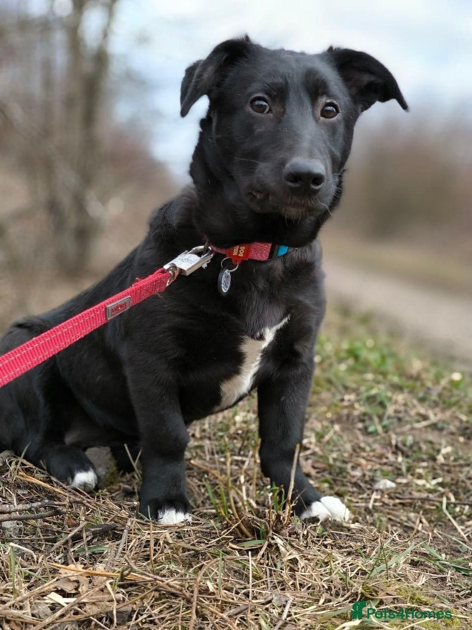 ️🐶 masha photo 18