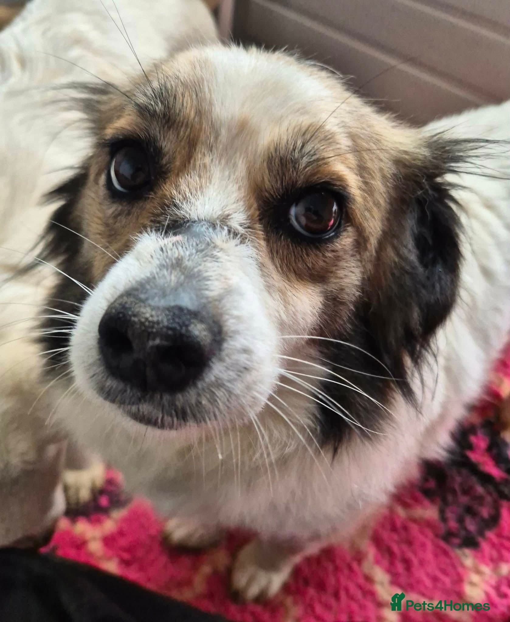 Sweetie Pie - In Ayr photo 2