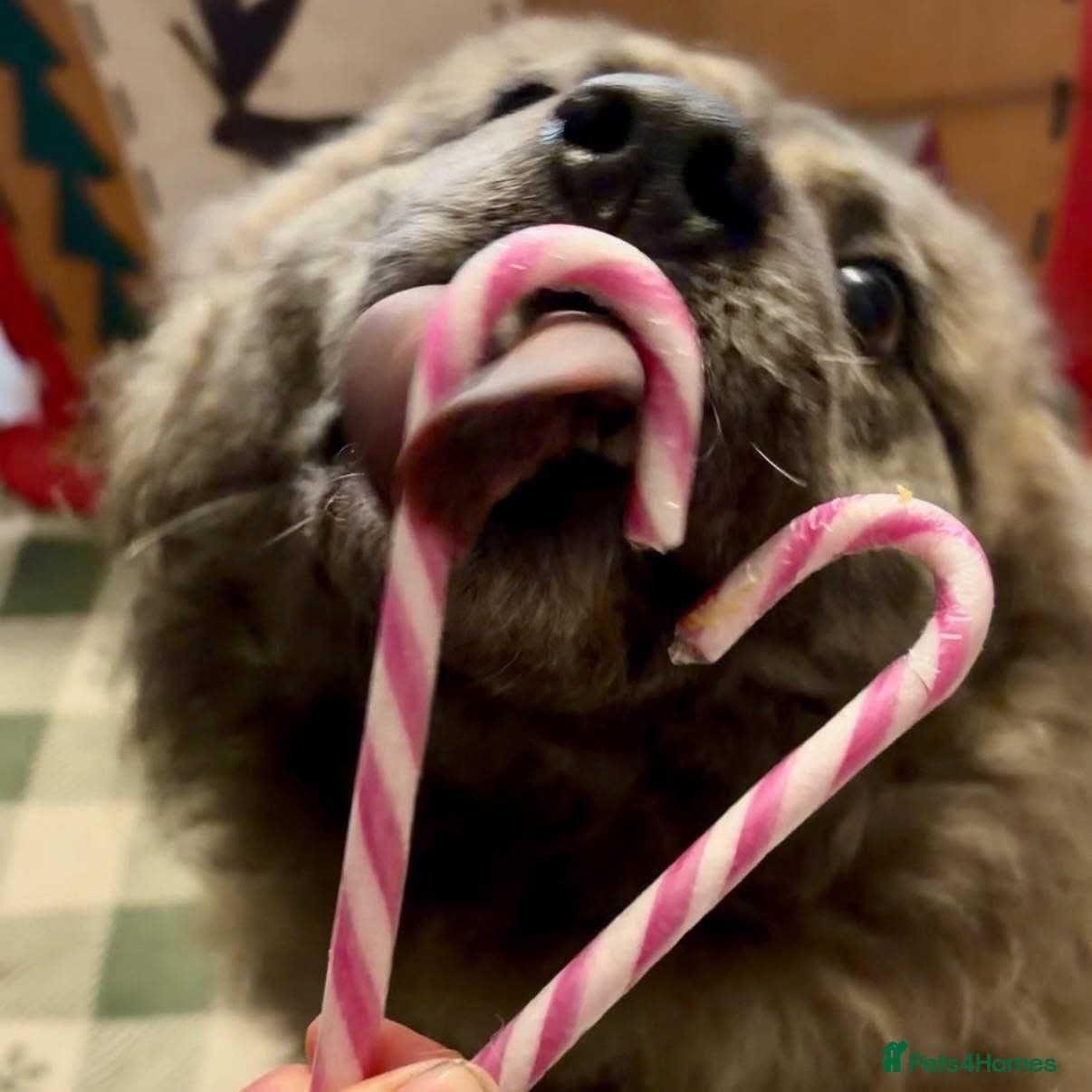 Luna Chow 💜 photo 7