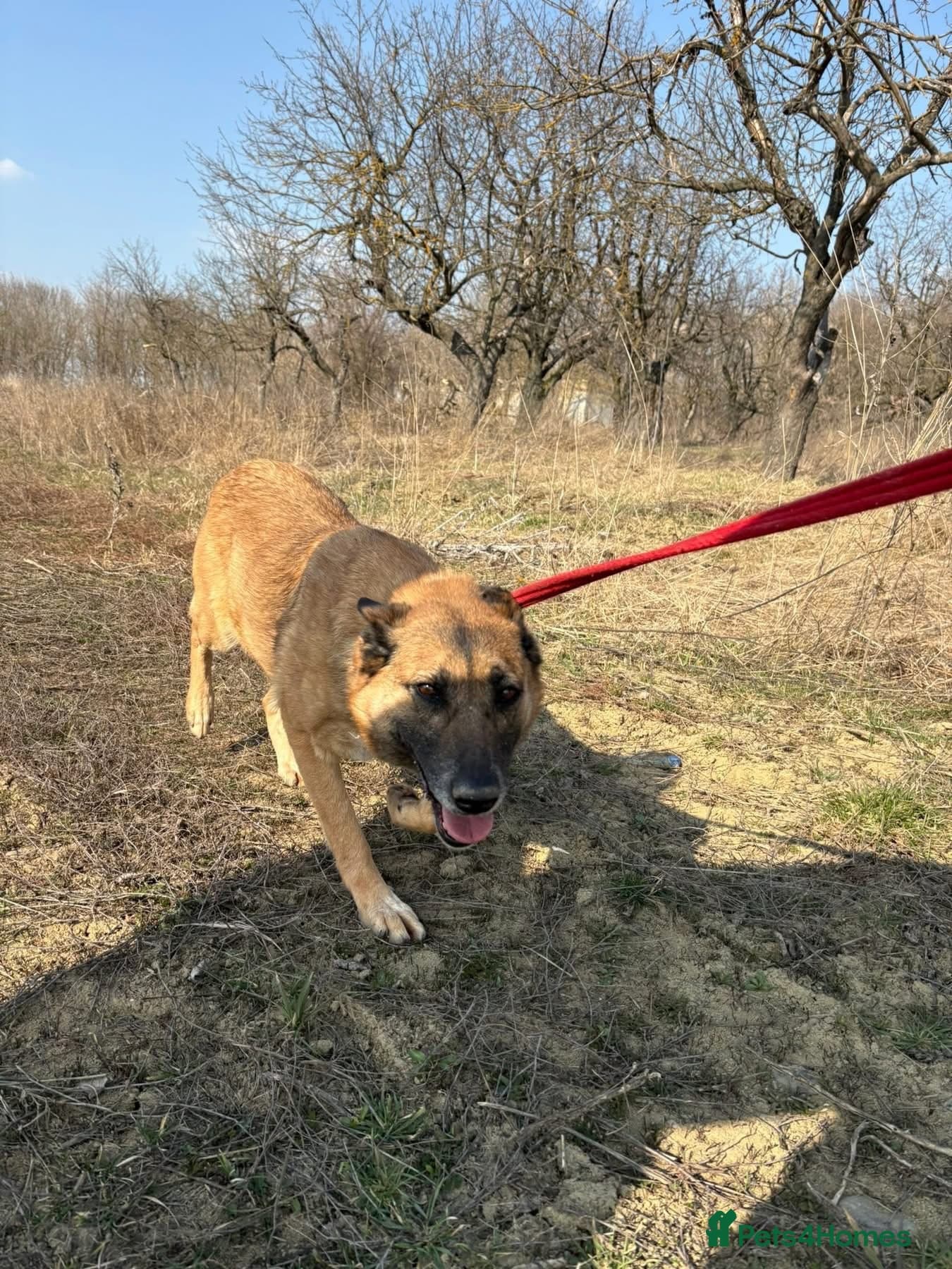 Thelma - Norwich Norfolk photo 12