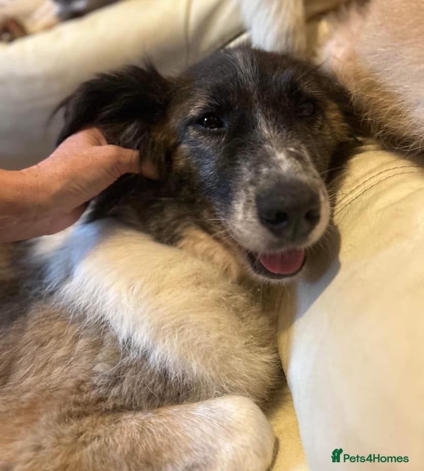 Hilda - Norwich Norfolk photo 34