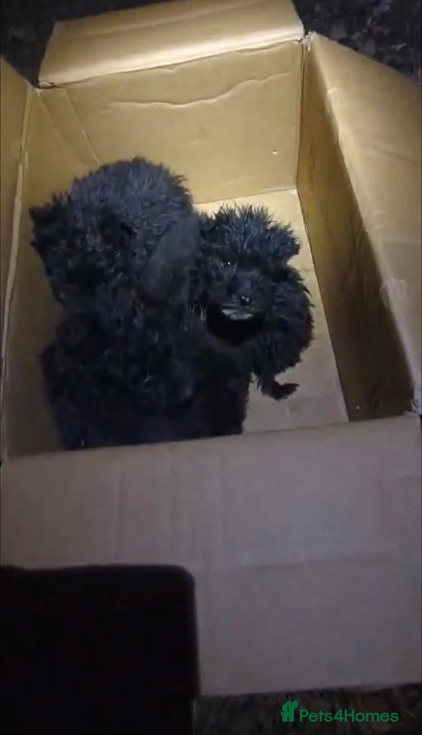 Everest — Mixed Breed