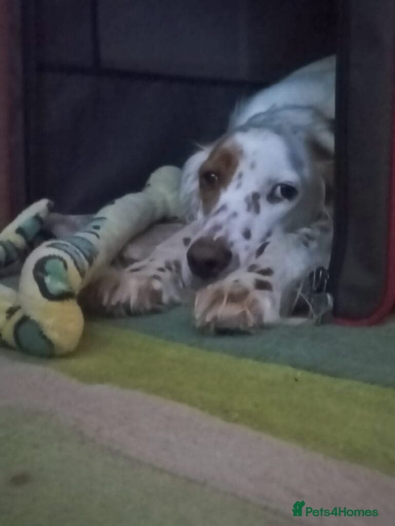 Parchi (Lucas) — English Setter