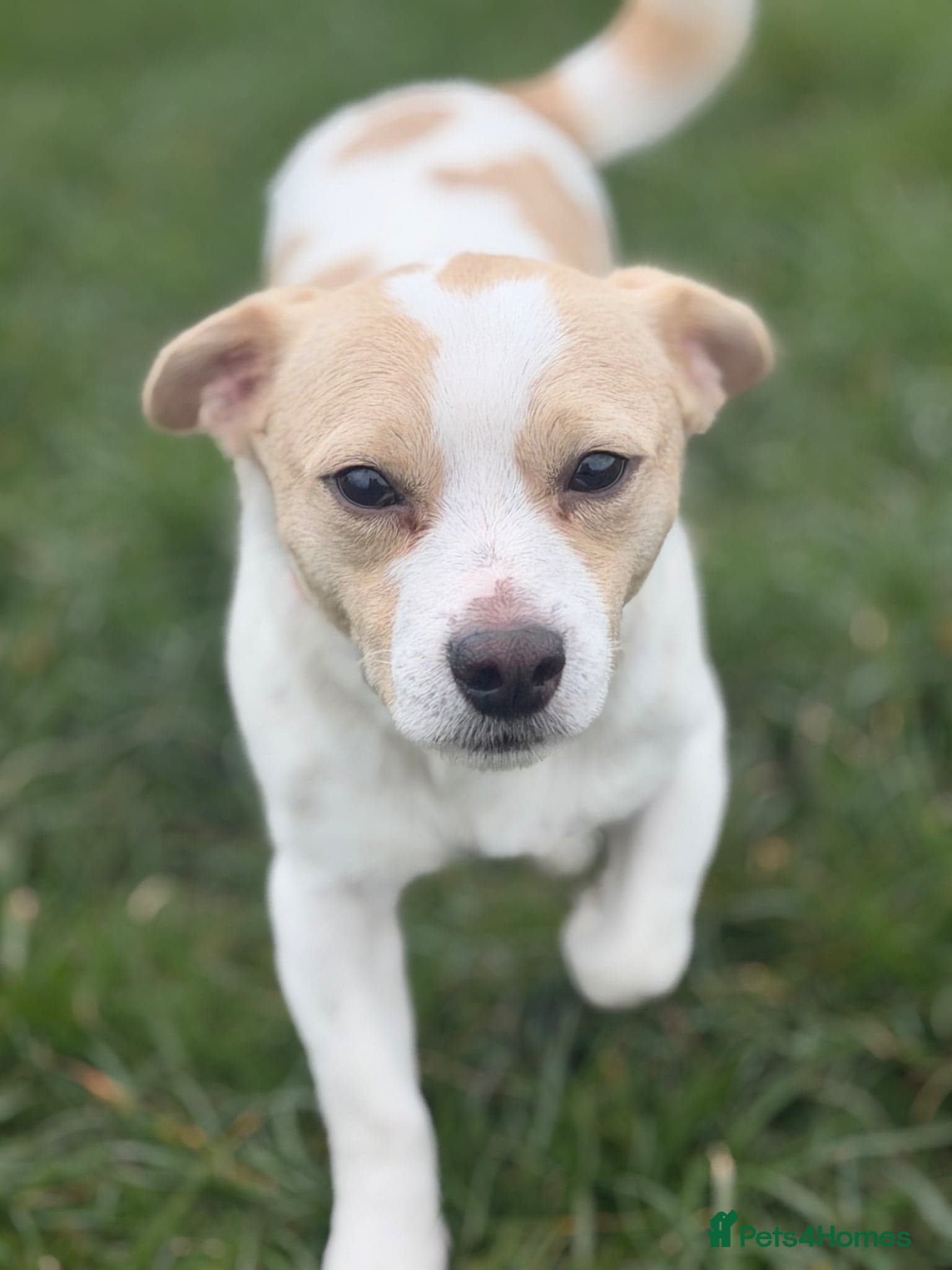 Danny — Jack Russell Terrier