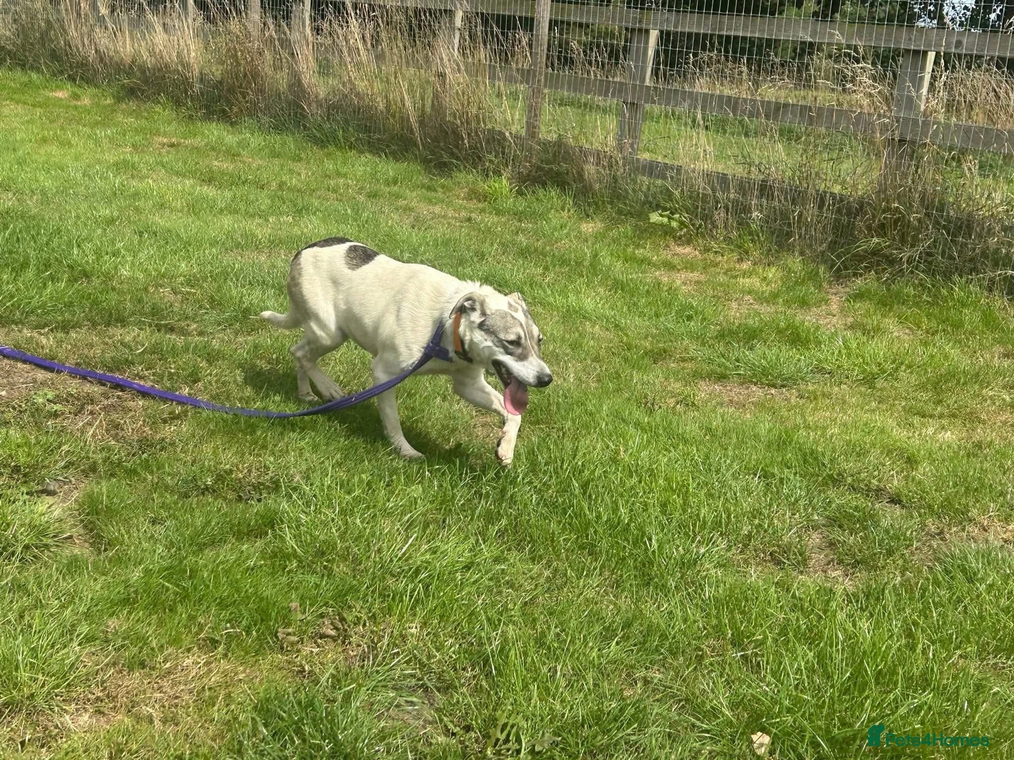 Lotty (2) Norwich Norfolk photo 7