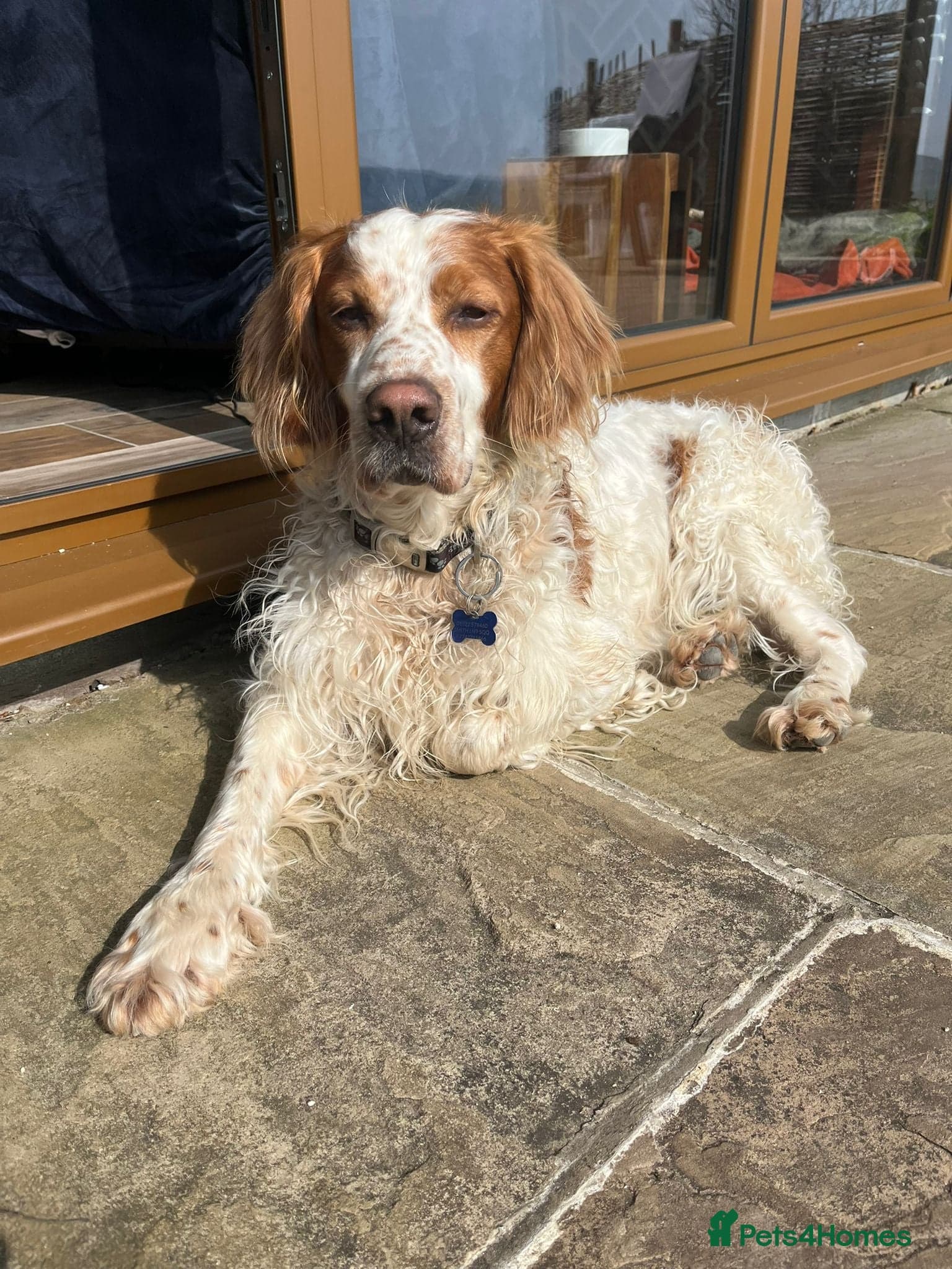 Ronnie, 3-year old Brittany male photo 8