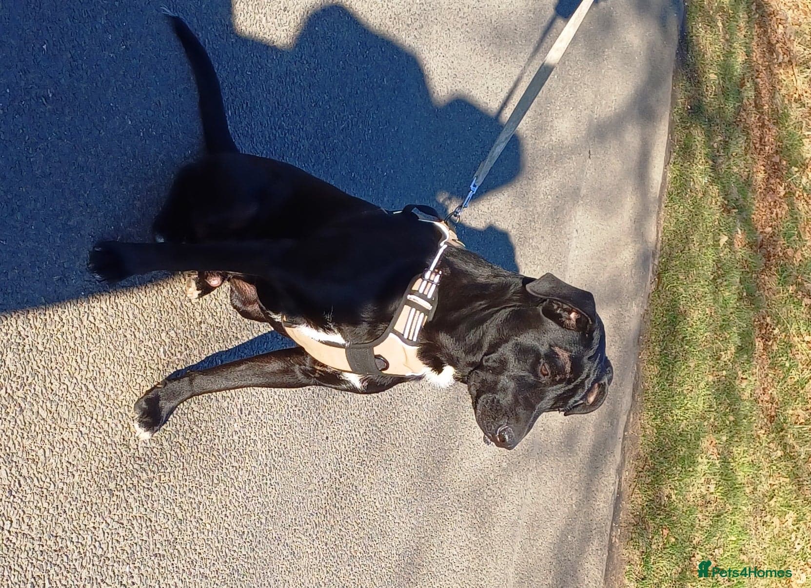 SHEAMUS,URGENT sensitive Soul Labrador Cross photo 21