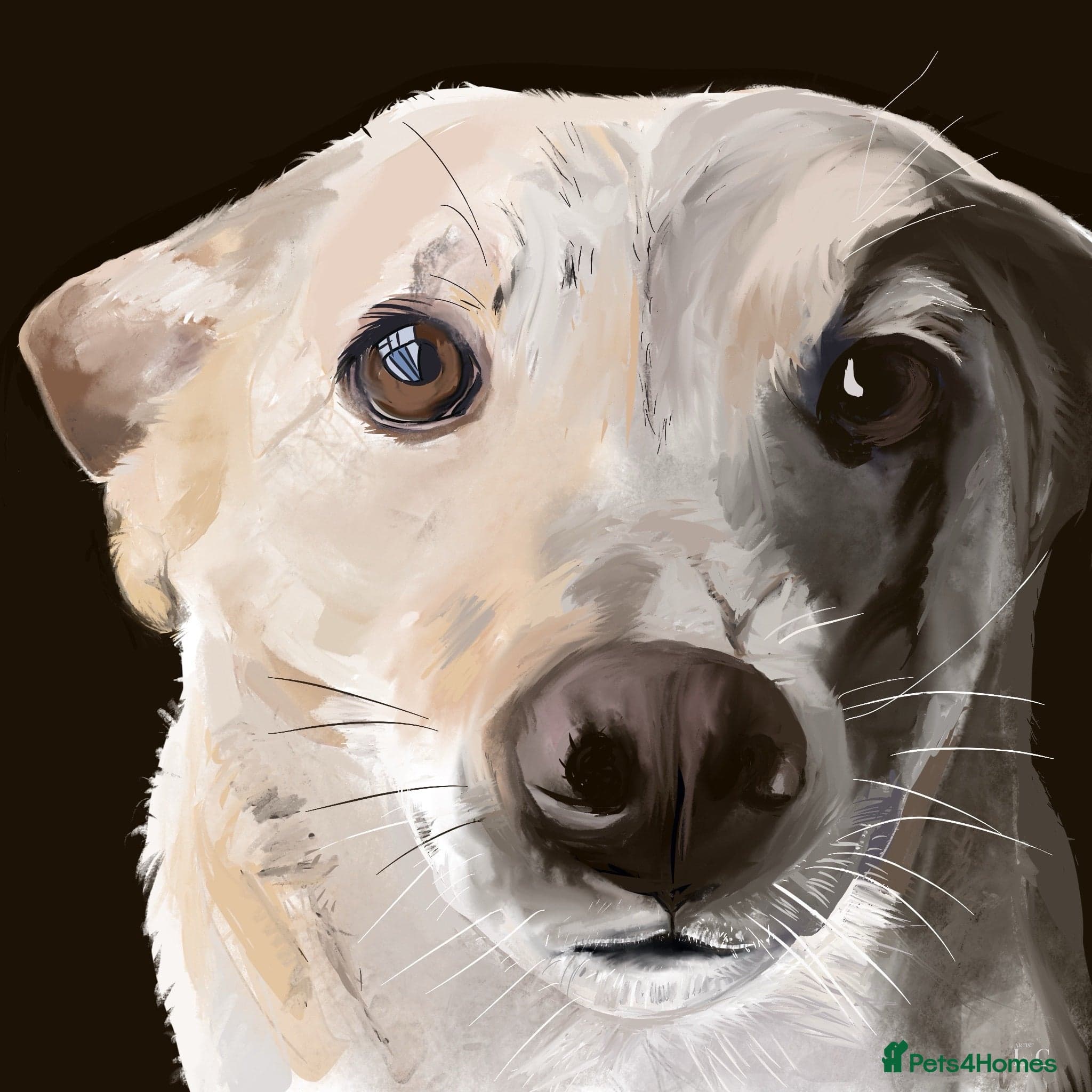 Fantastic Fred — Mixed Breed