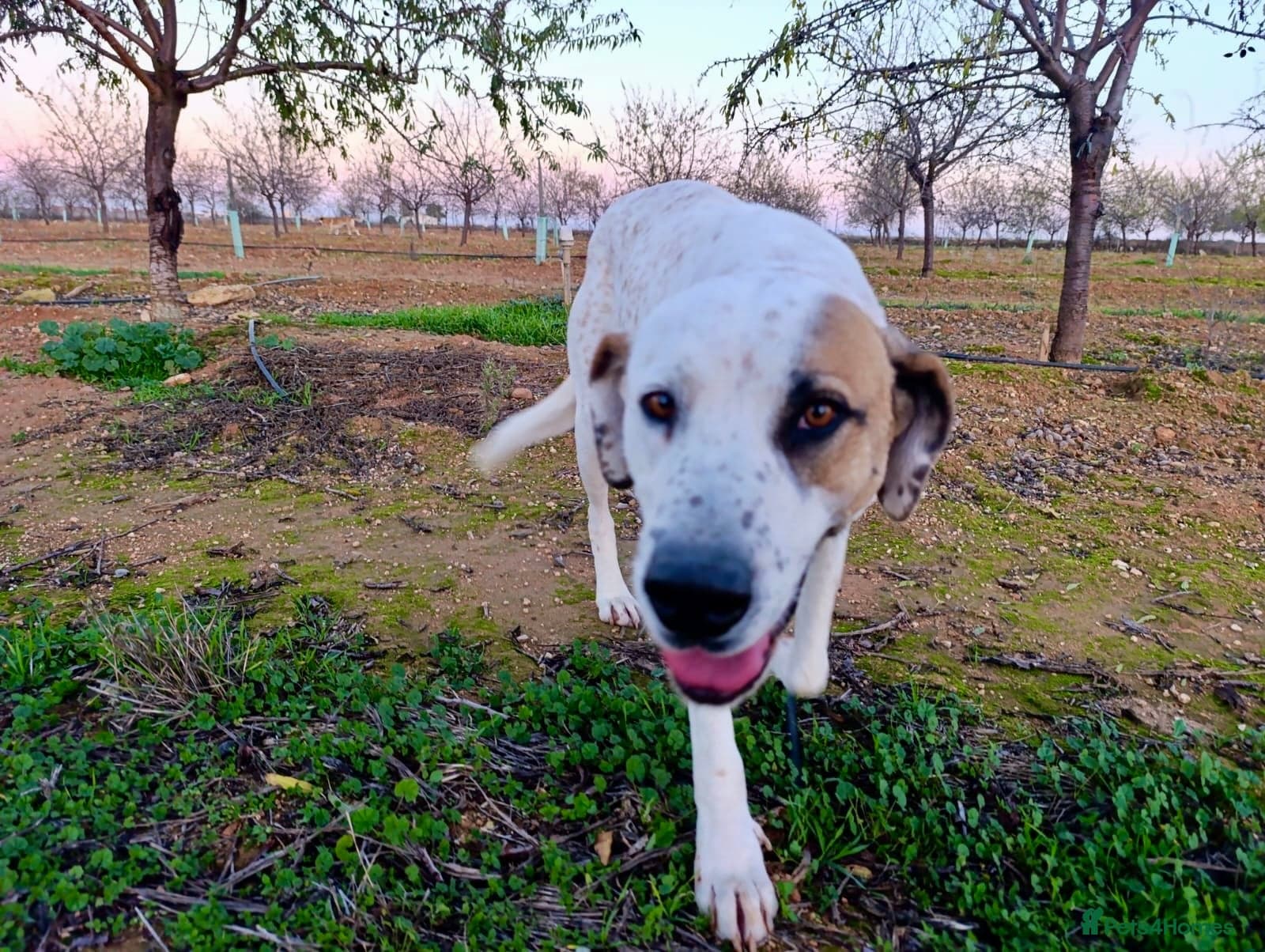 ️🚨URGENT🚨‼️FOSTER OR adopt Bimba🩷🐾 photo 6