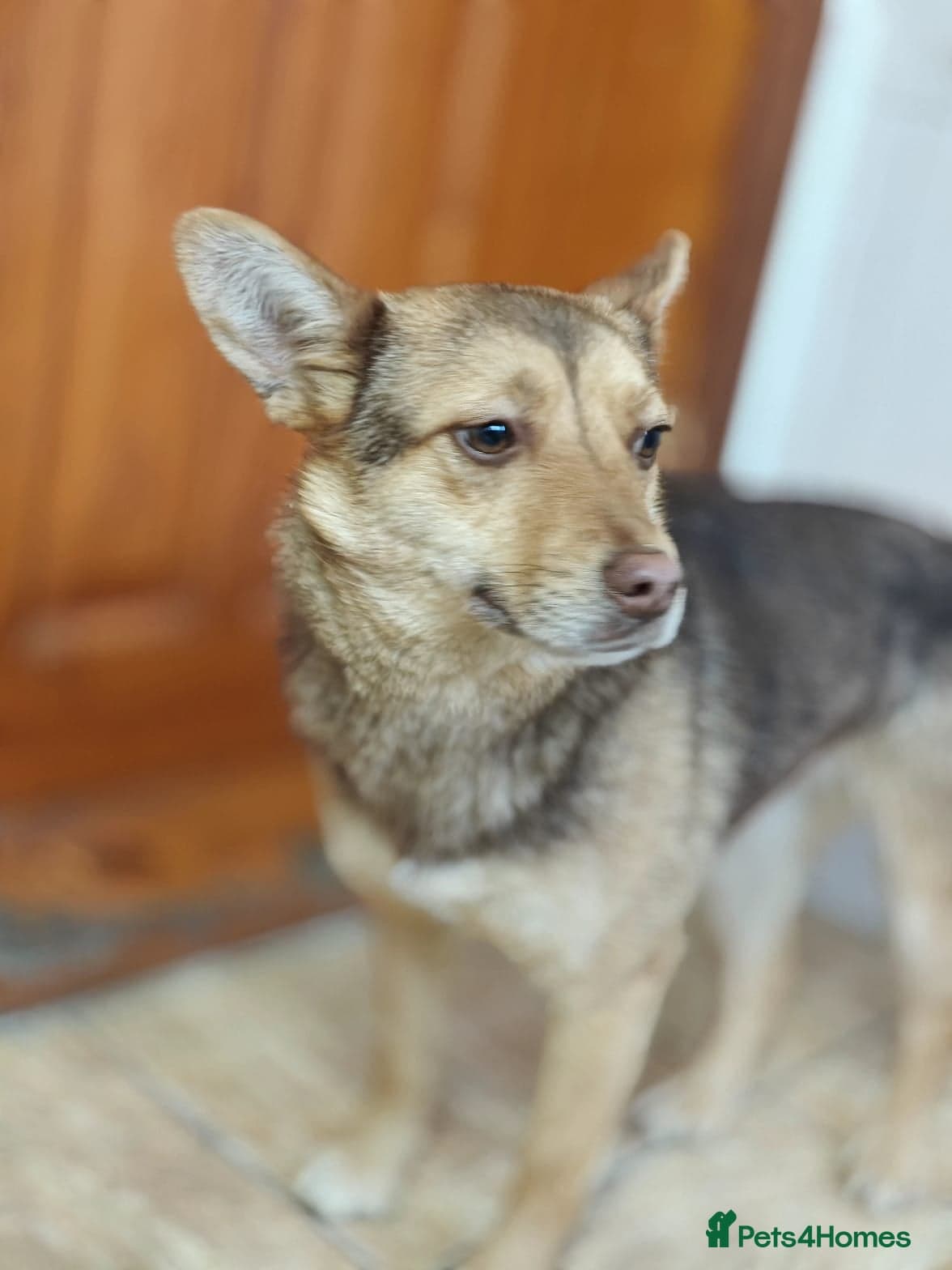 ️🐶 rudya photo 12