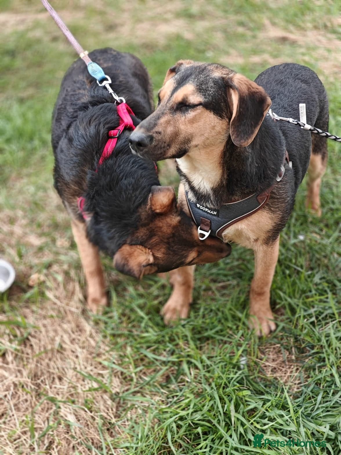 ๏ธ๐ถ yasia โ Mixed Breed