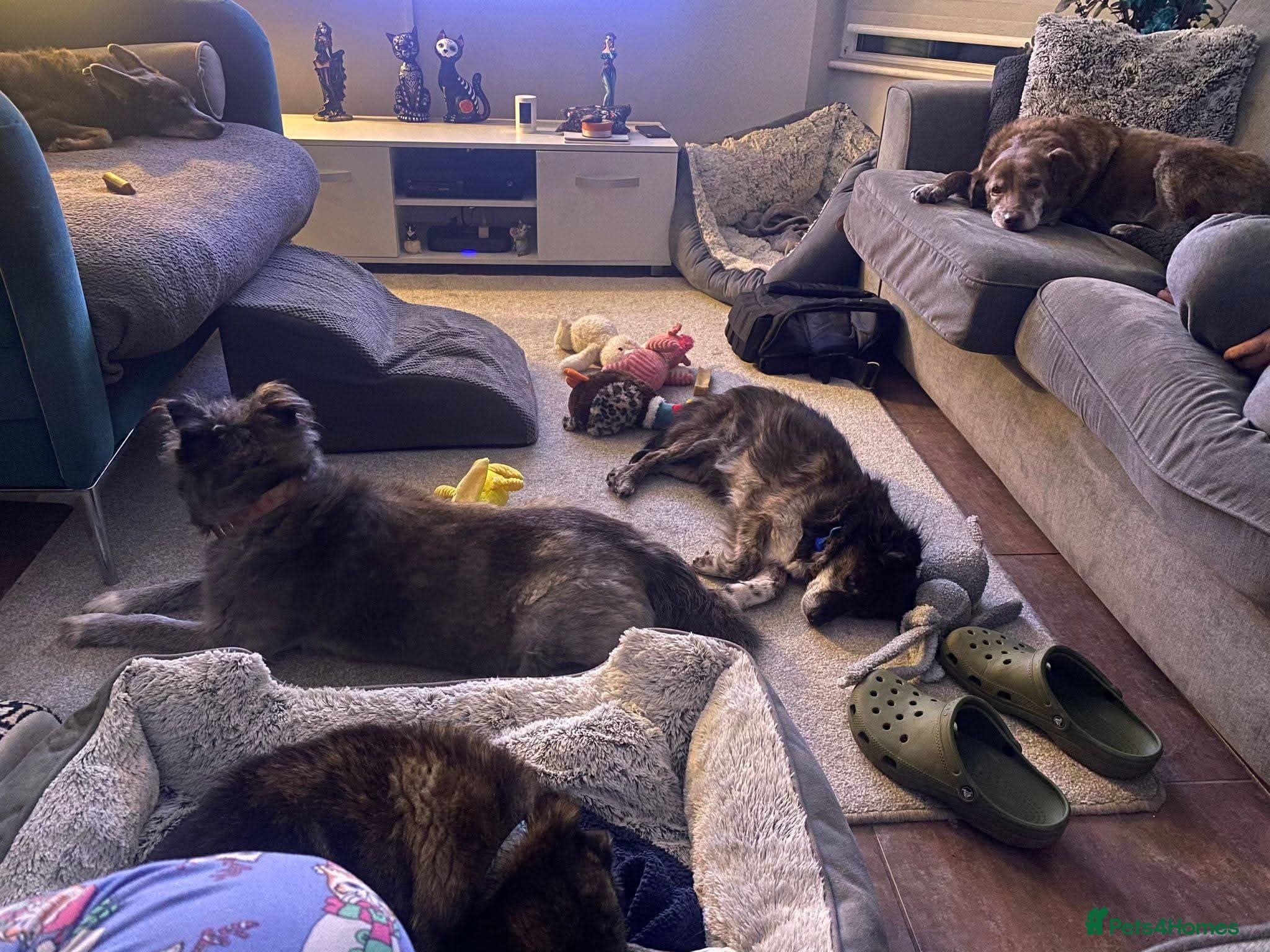 Meet Gizmo, currently residing in Lancashire photo 12