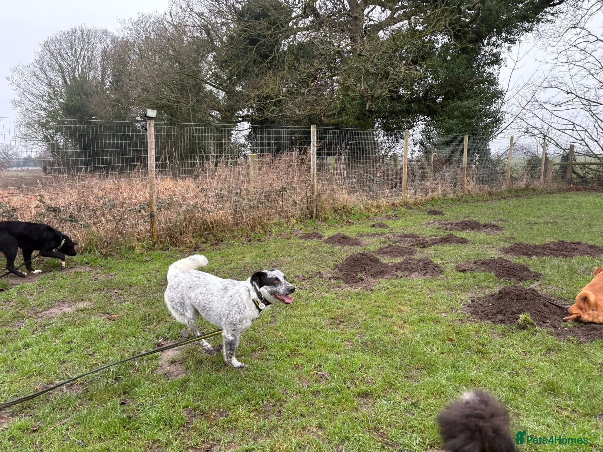 Cessil - Norwich Norfolk photo 11