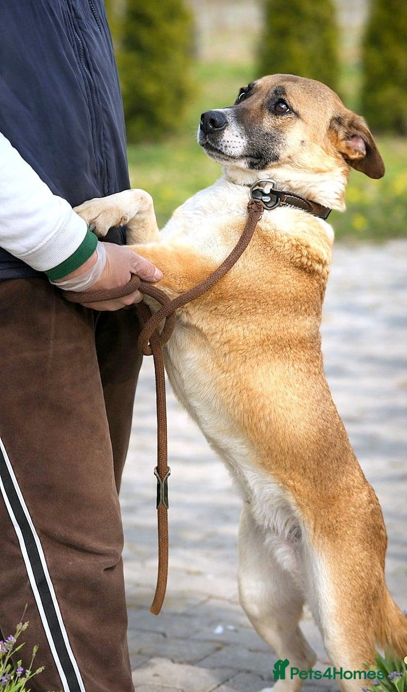 Cody — Mixed Breed
