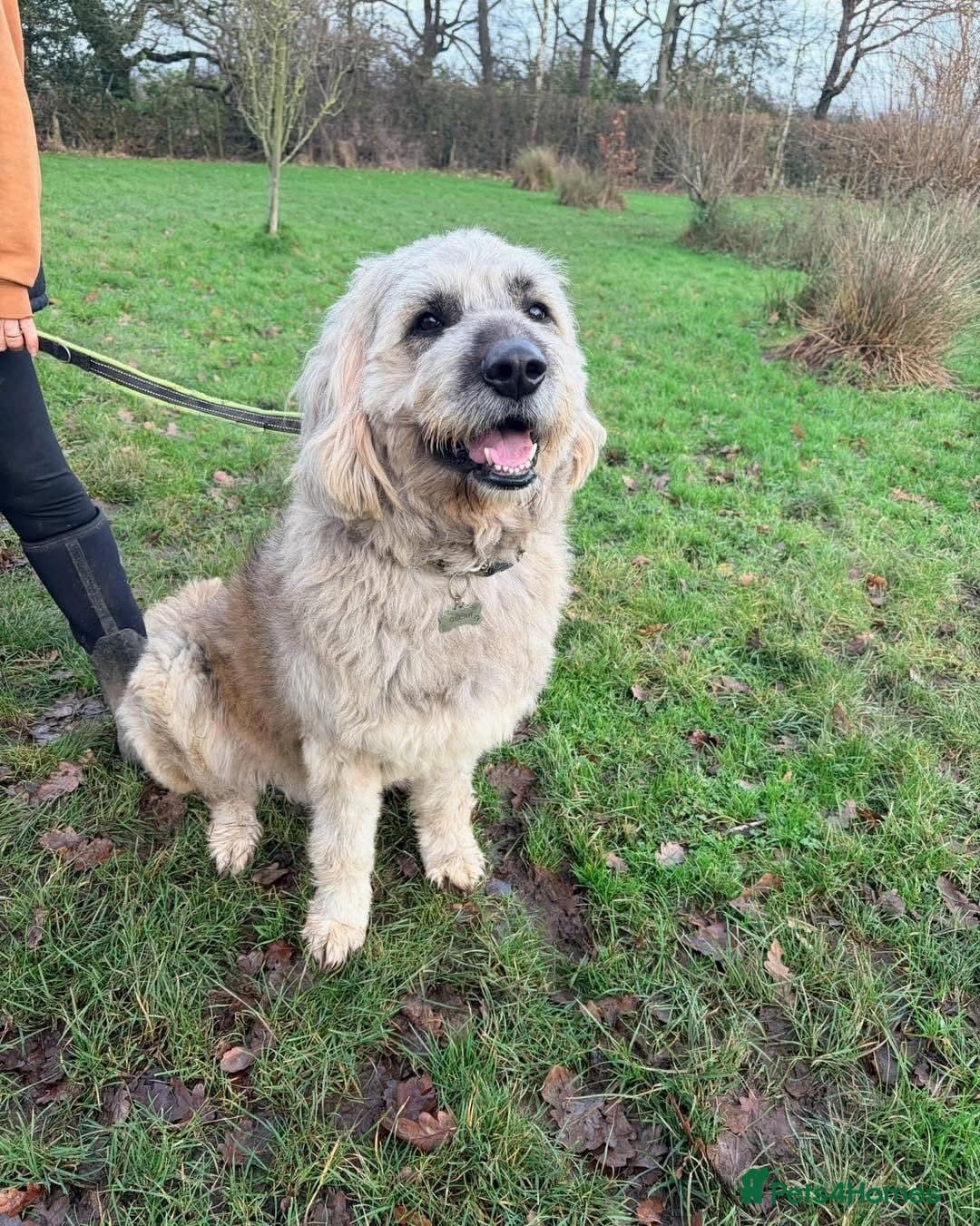 Oscar - our bear boy💚 photo 9