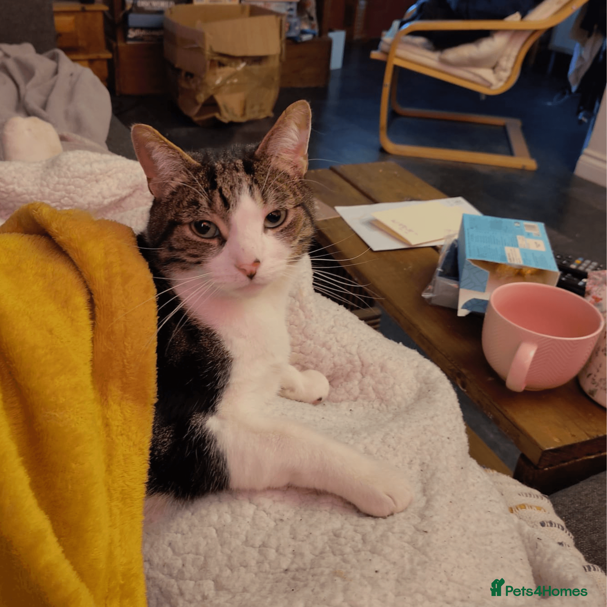 Sweet, Social butterfly photo 2