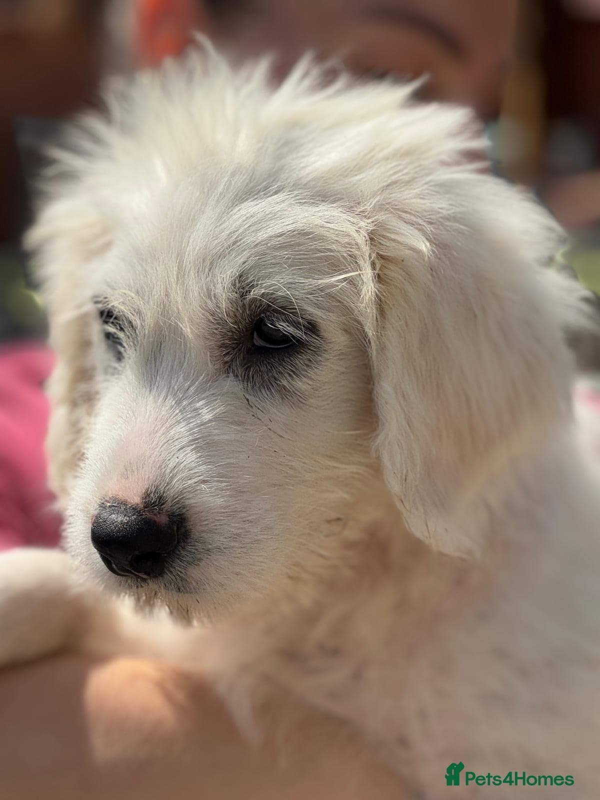 JOJO,URGENT🖤 Superb big Girl photo 20