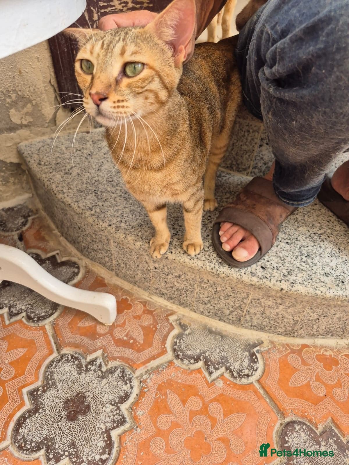 Betty — Domestic Shorthair