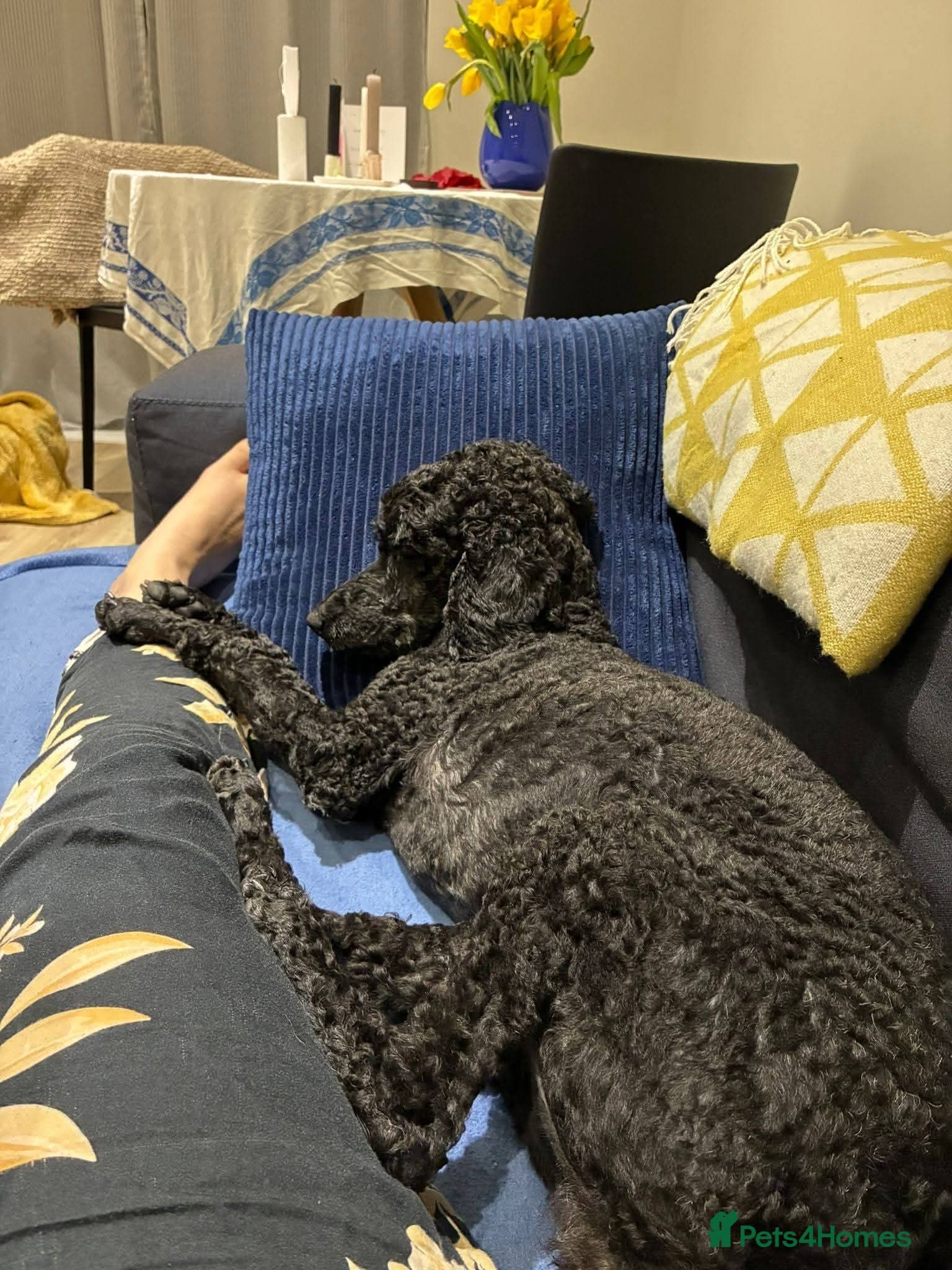 ️🐶 charlie photo 12