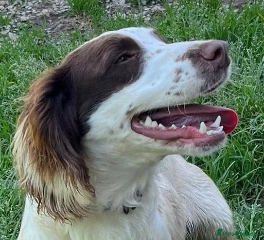 Springer Spaniel nine months old, Tino photo 2