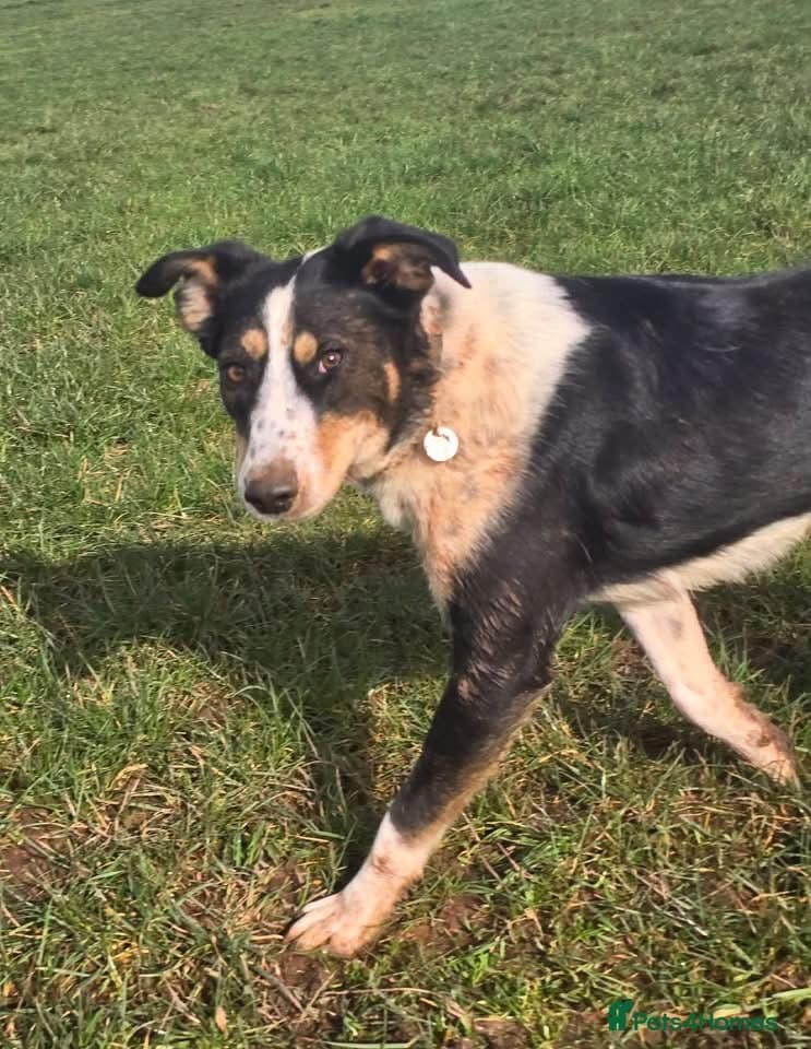 Tommy - your new sidekick photo 9