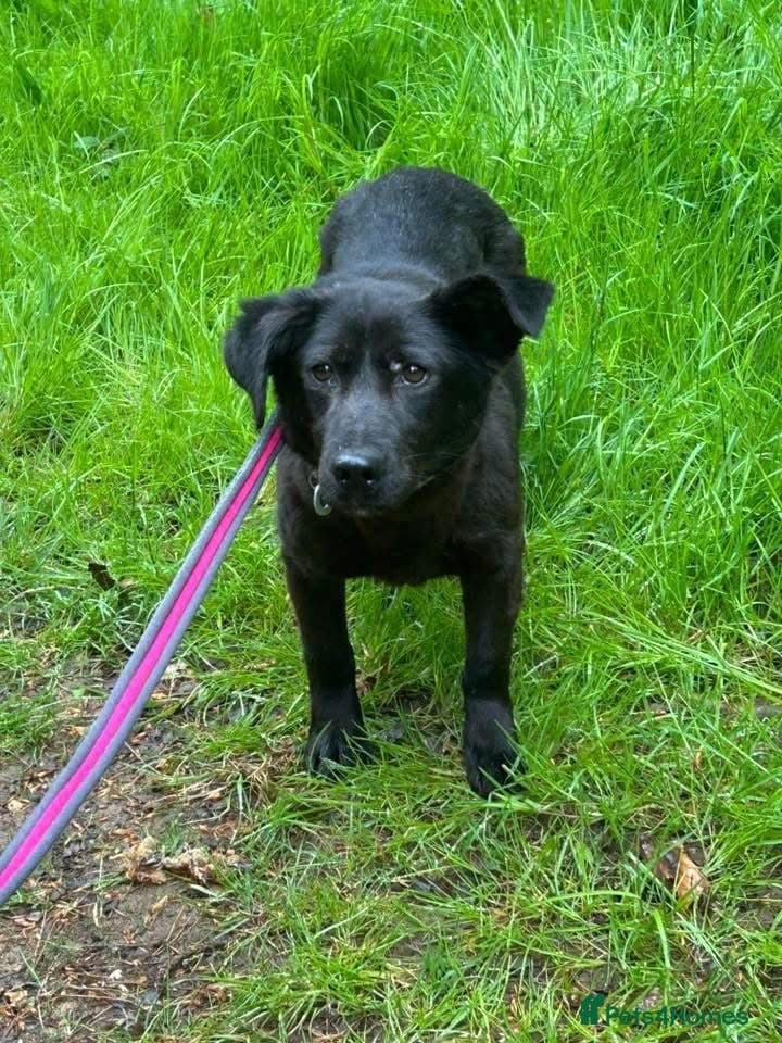 Blossy - Norwich Norfolk photo 6