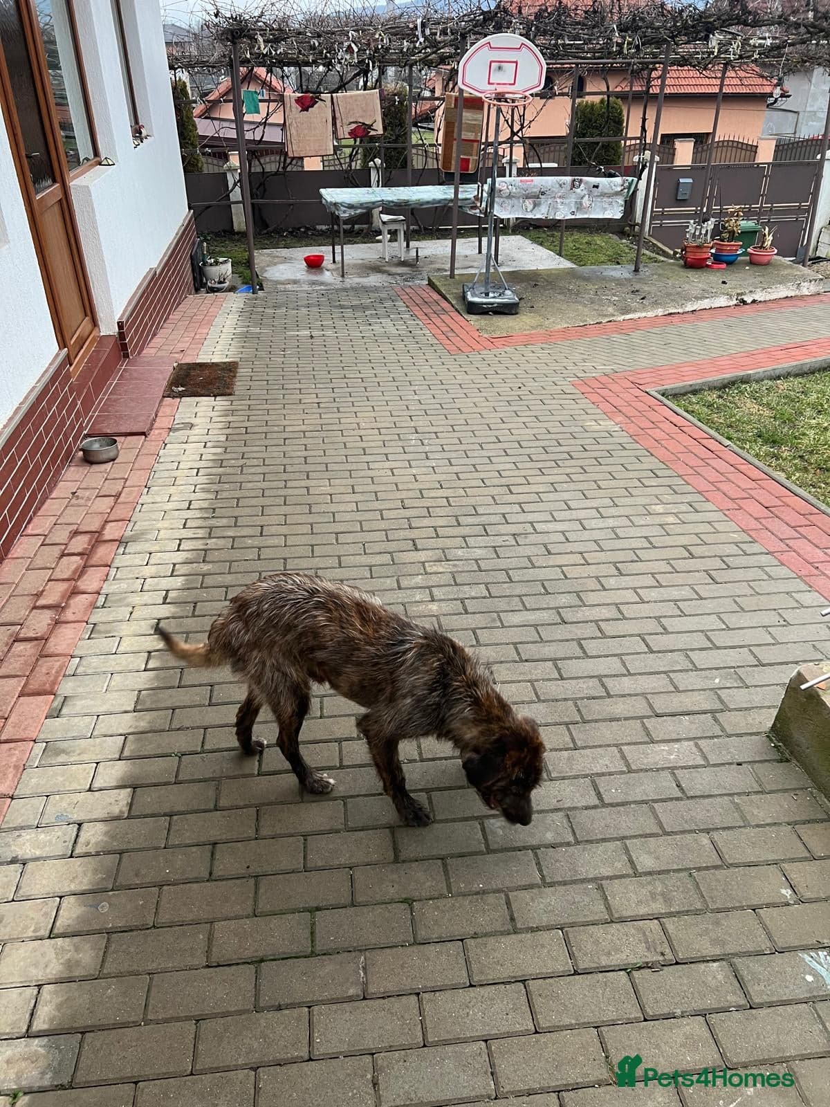 Meet Dutch ❤️🩹 photo 2