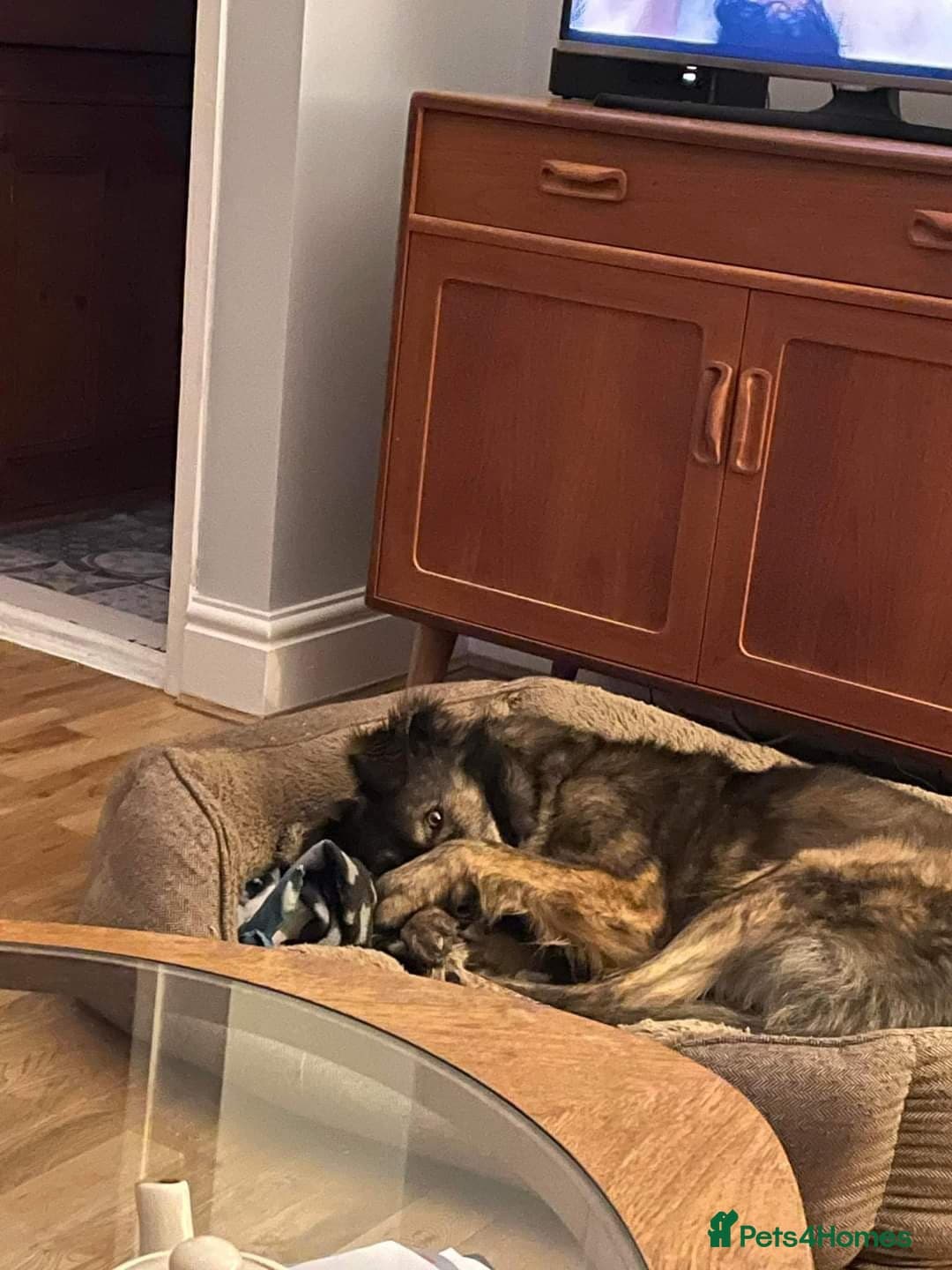 Meet Lenny, currently residing in Southsea photo 13