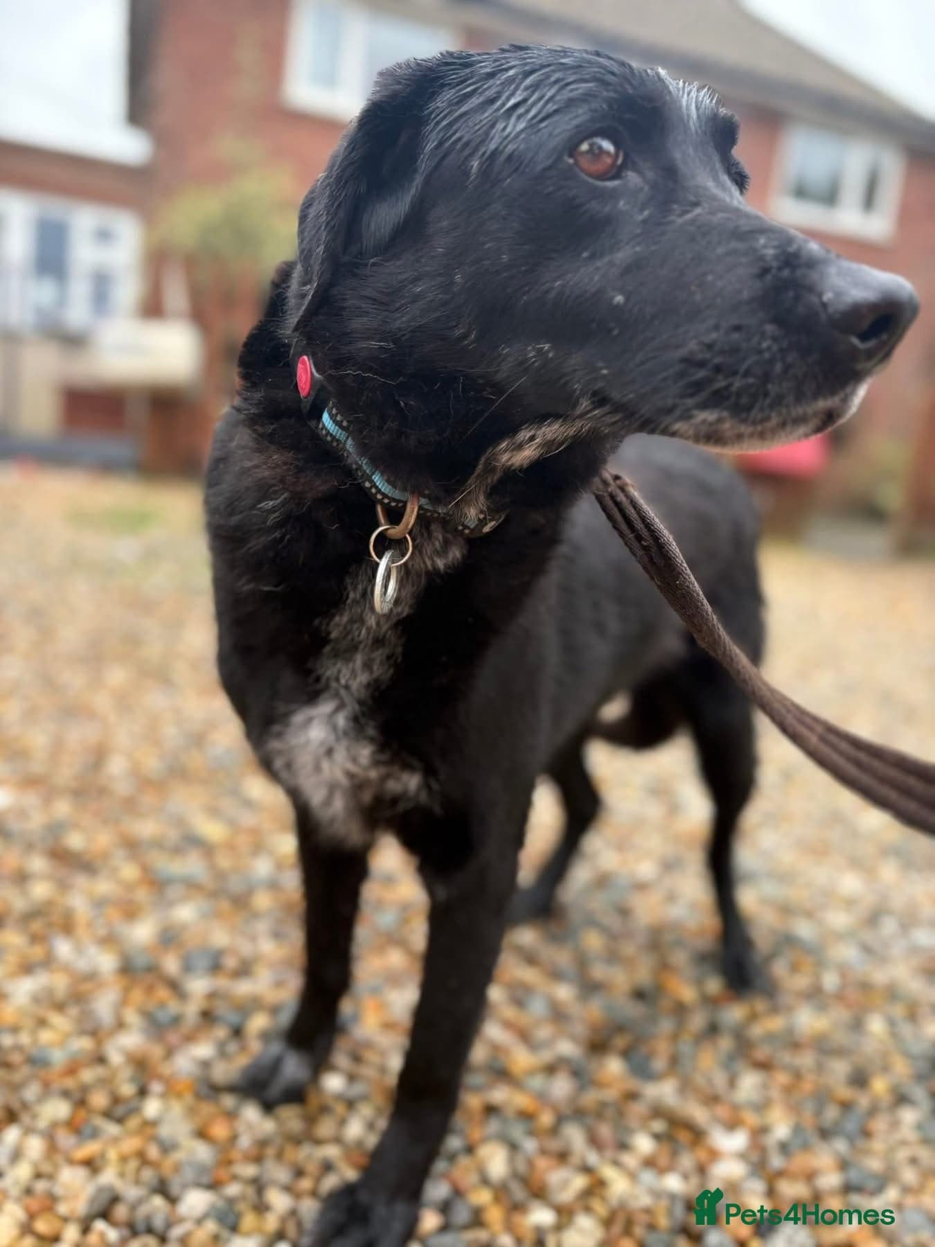 Merlin - Norwich Norfolk photo 7