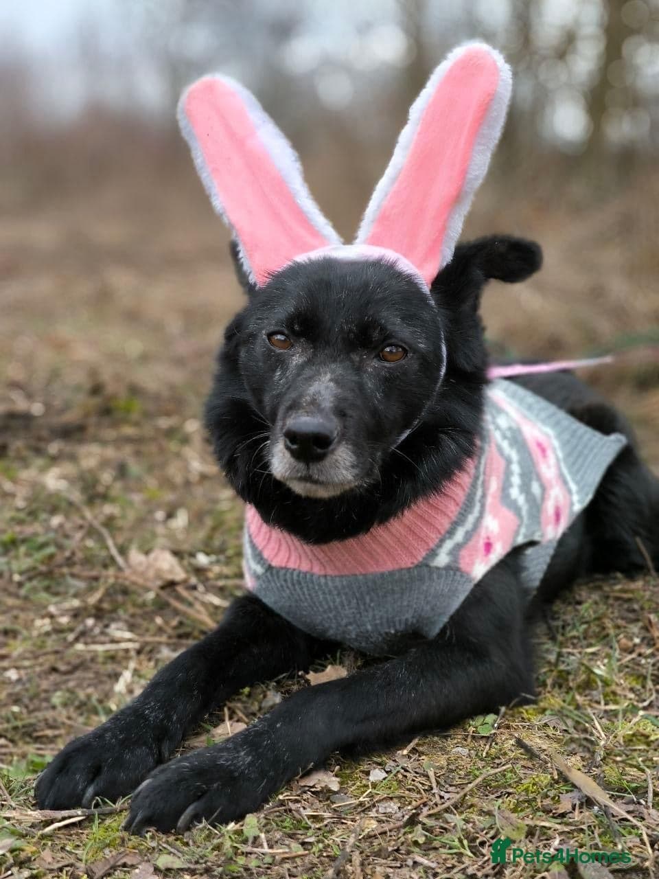 ๏ธ๐ถ tofa photo 21