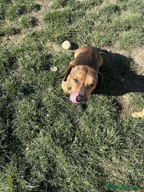 Rescue boy Noodle photo 19