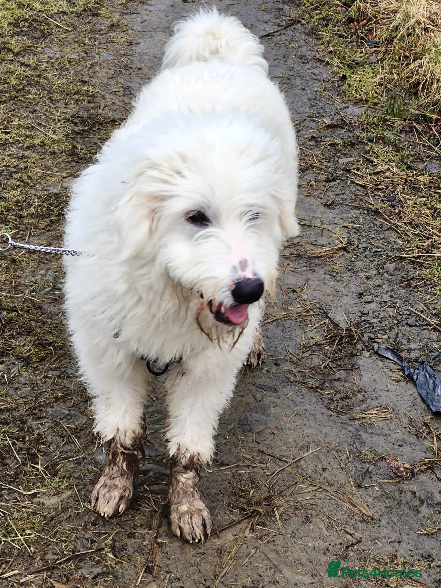 JOJO,URGENT🖤 Superb big Girl photo 10