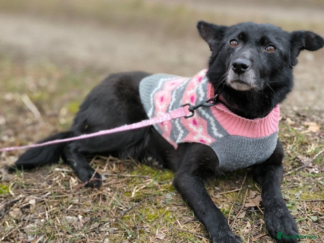 ๏ธ๐ถ tofa photo 13