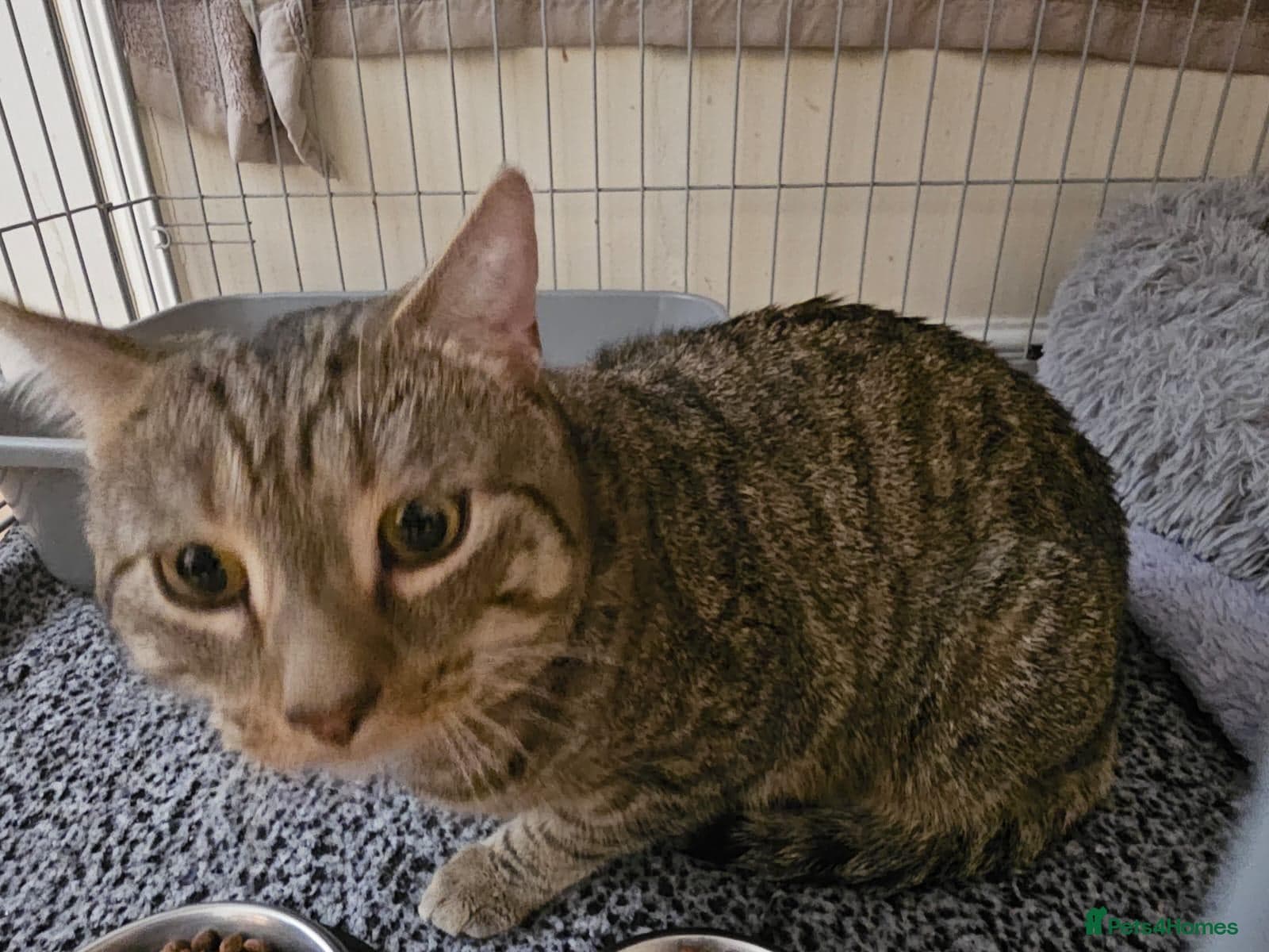 Gentle 10 month rescue MaleCat photo 24