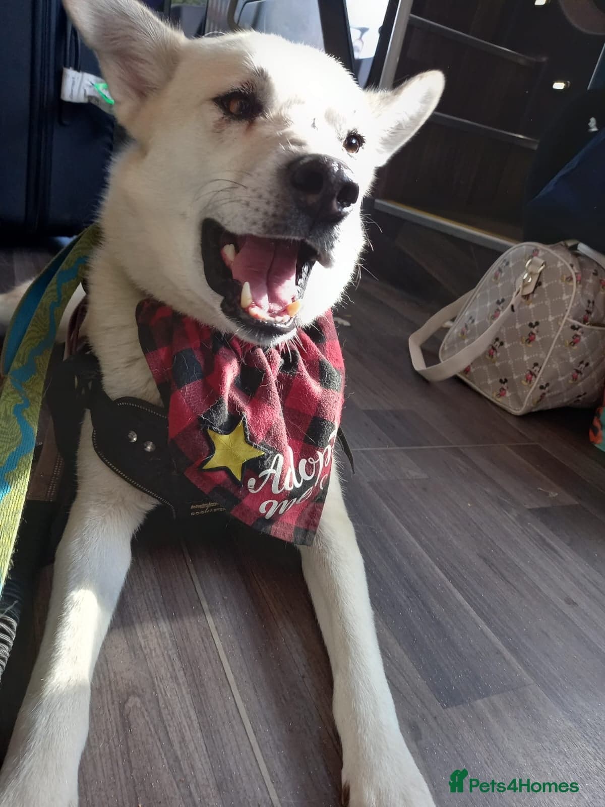 Handsome Fivos Huskey X Shepherd photo 9