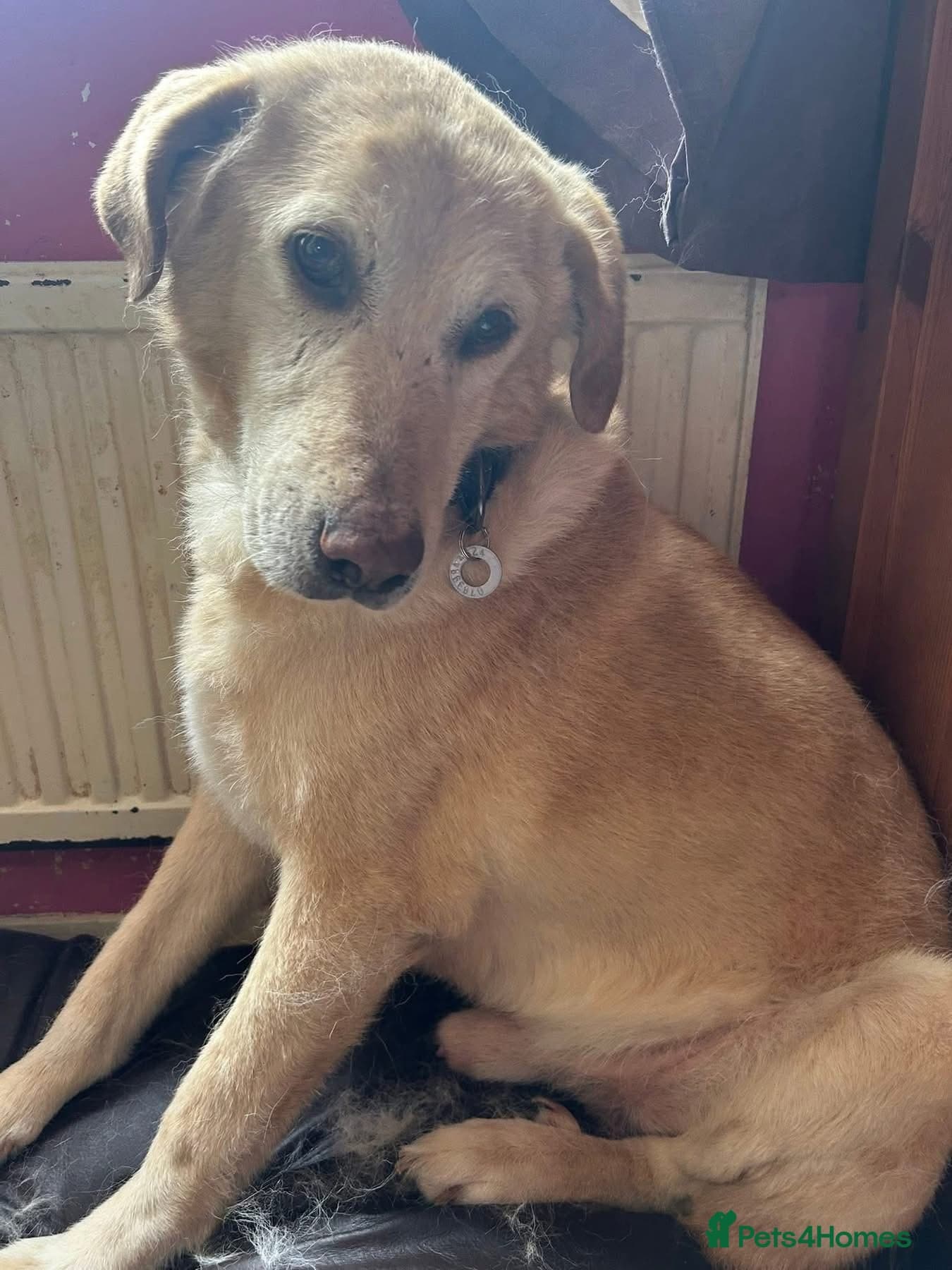 Rupert - Norwich Norfolk photo 2