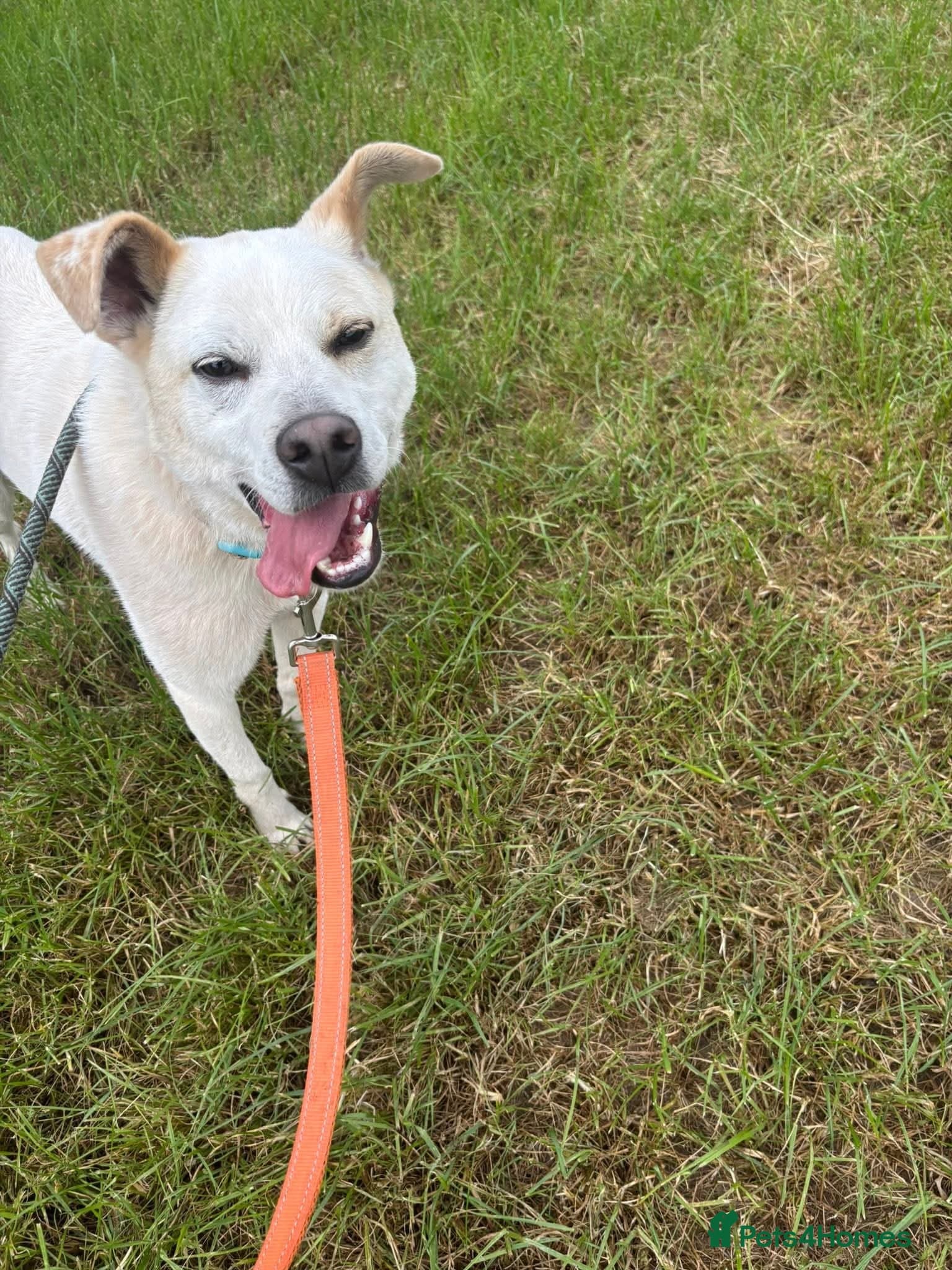 Meet Bear, currently residing in Cheshire photo 5