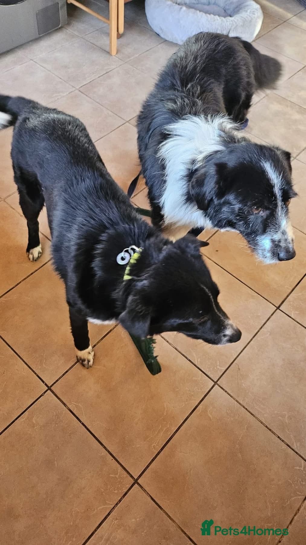 Arthur - Long stratton photo 8