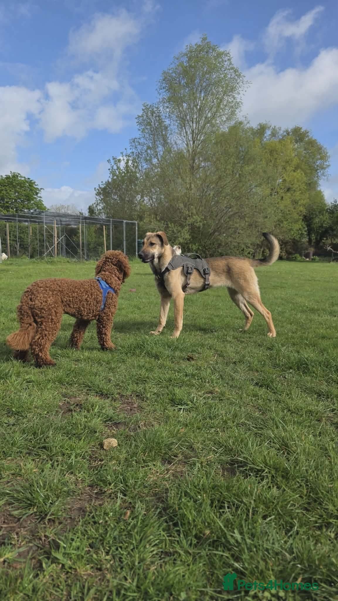 Clover - new info and photos/videos🍀 photo 2