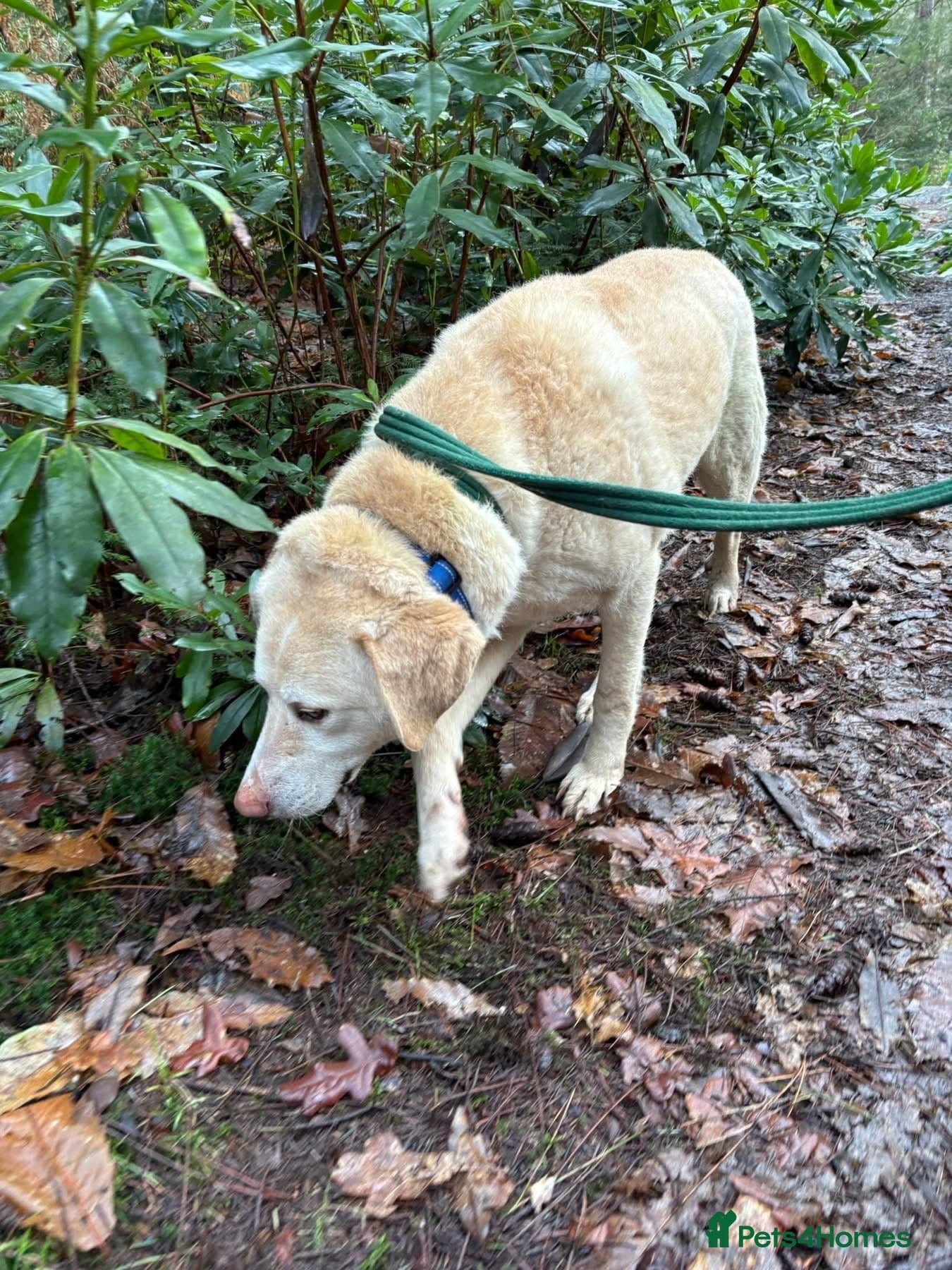 Ralph - Norwich Norfolk photo 19