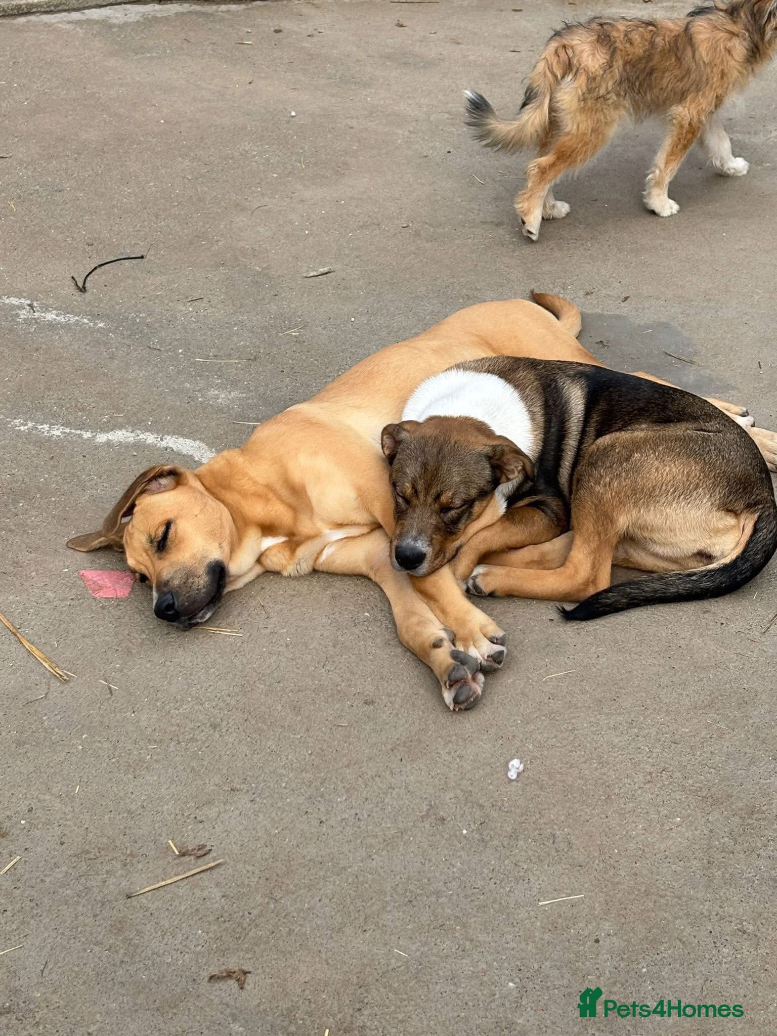 Solstice — Mixed Breed