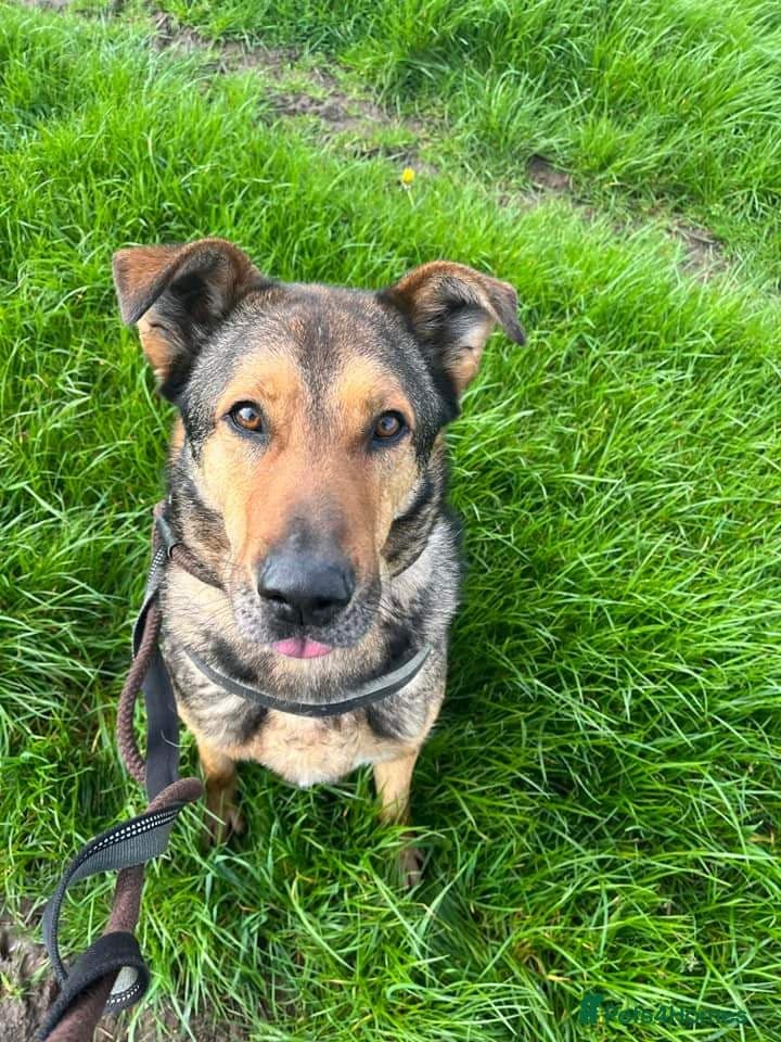 Meet Kobi, currently residing in Cheshire — Mixed Breed